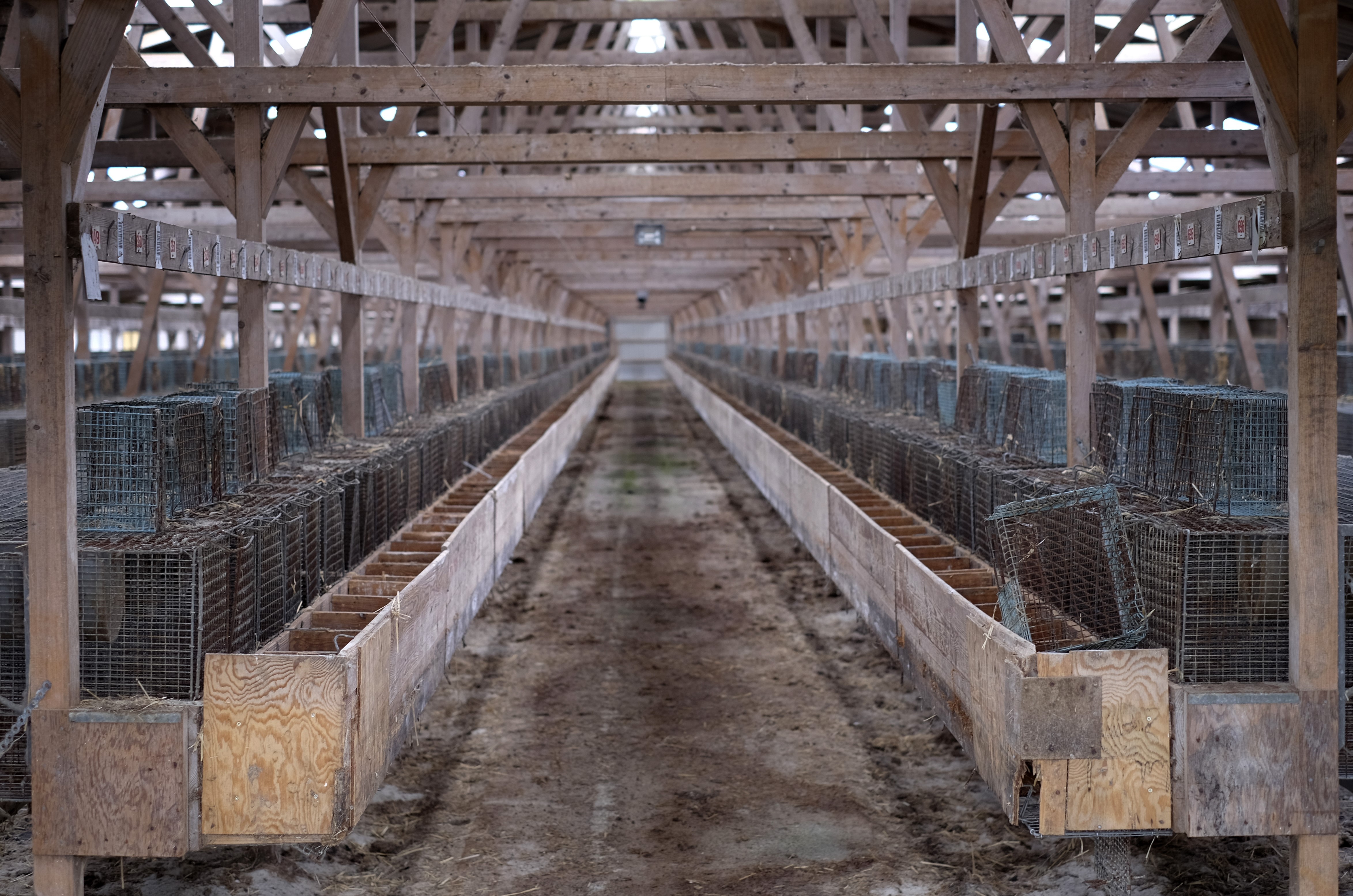 Minister: Erstatninger til minkavlerne forventes at blive højere end hidtil antaget