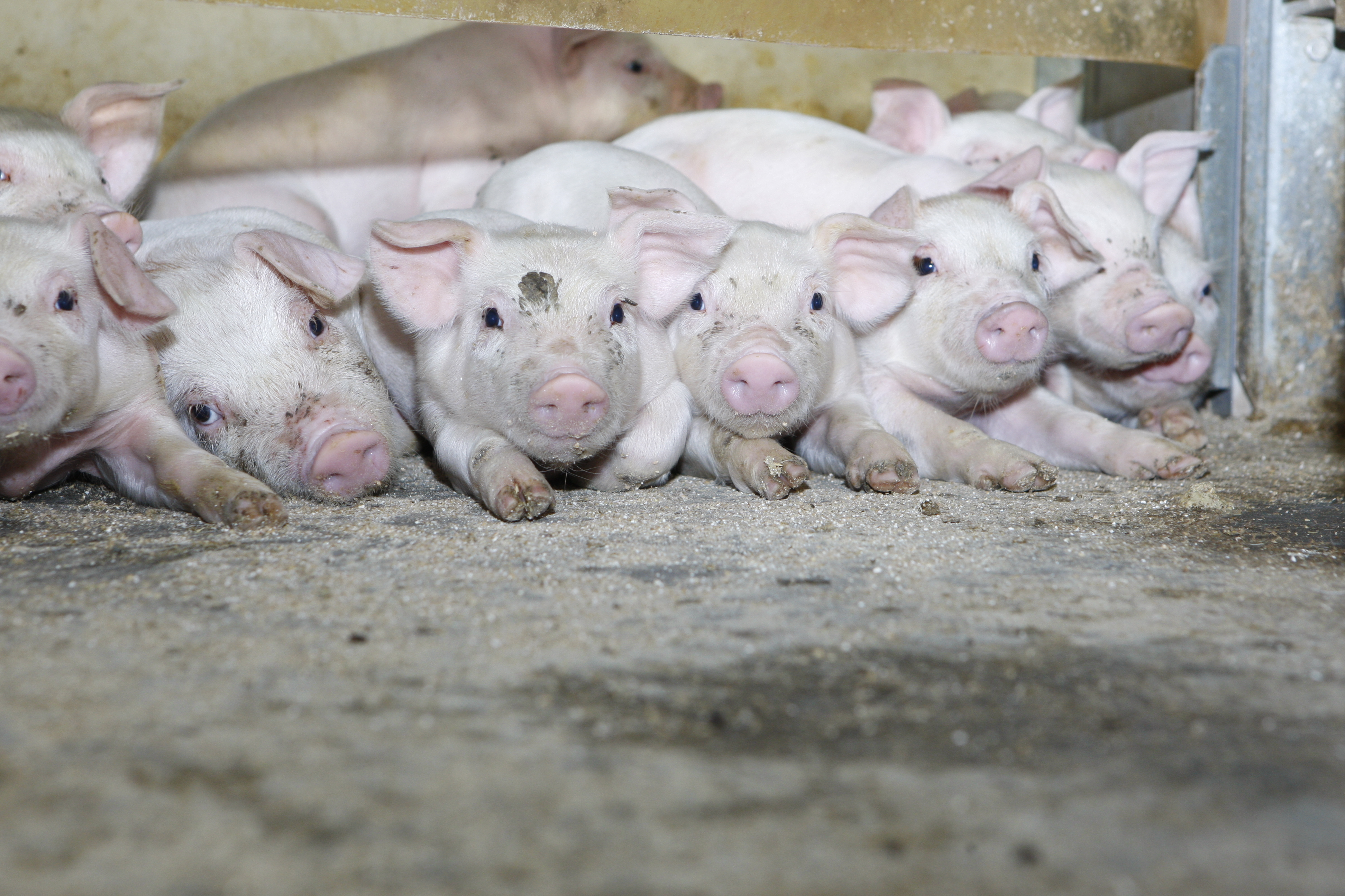 APV: Har du styr på sikkerheden i svinestalden?