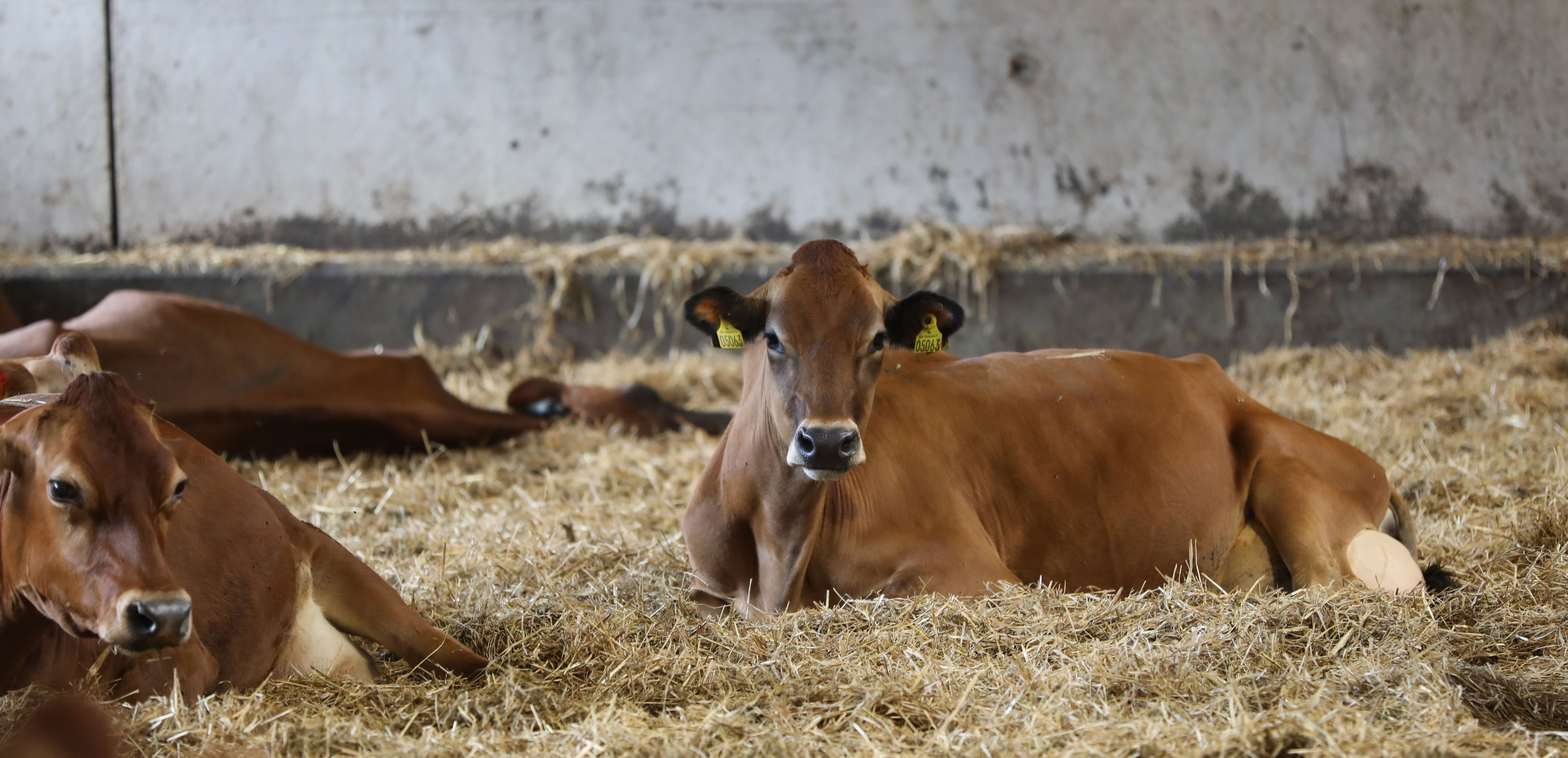 Når jeg ser på ESG-rapporten, spiller det hele ligesom sammen
