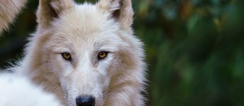 Ulvezone: Jyske landmænd opruster med hegn i kampen mod ulve