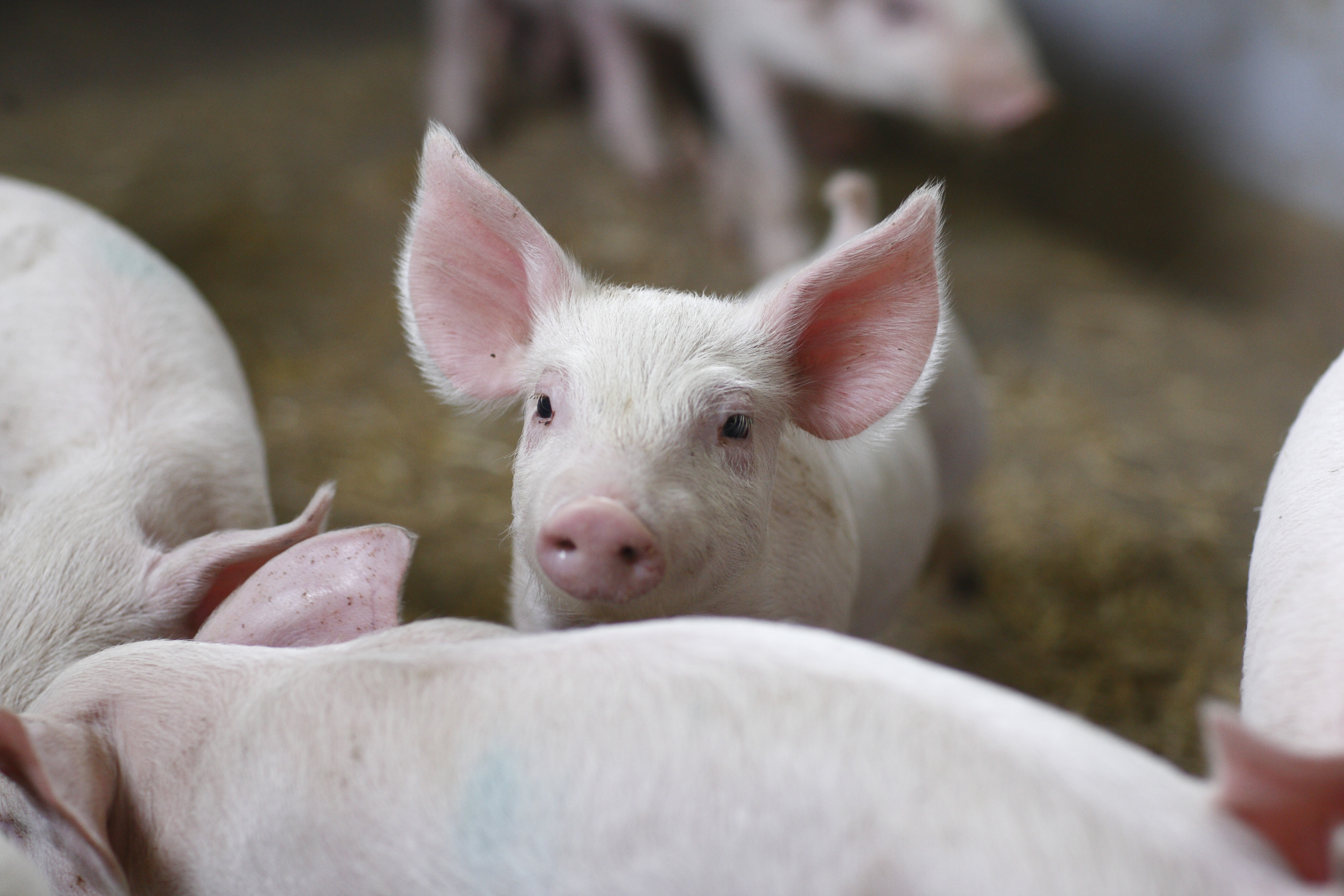 Miljøgodkendelser – har du styr på de nye regler?