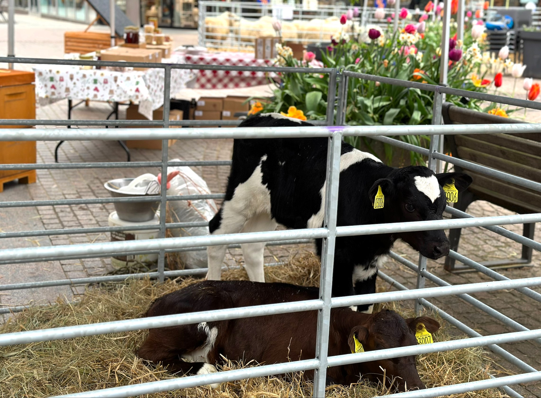 Landbruget rykker ind i bymidten i Vejen