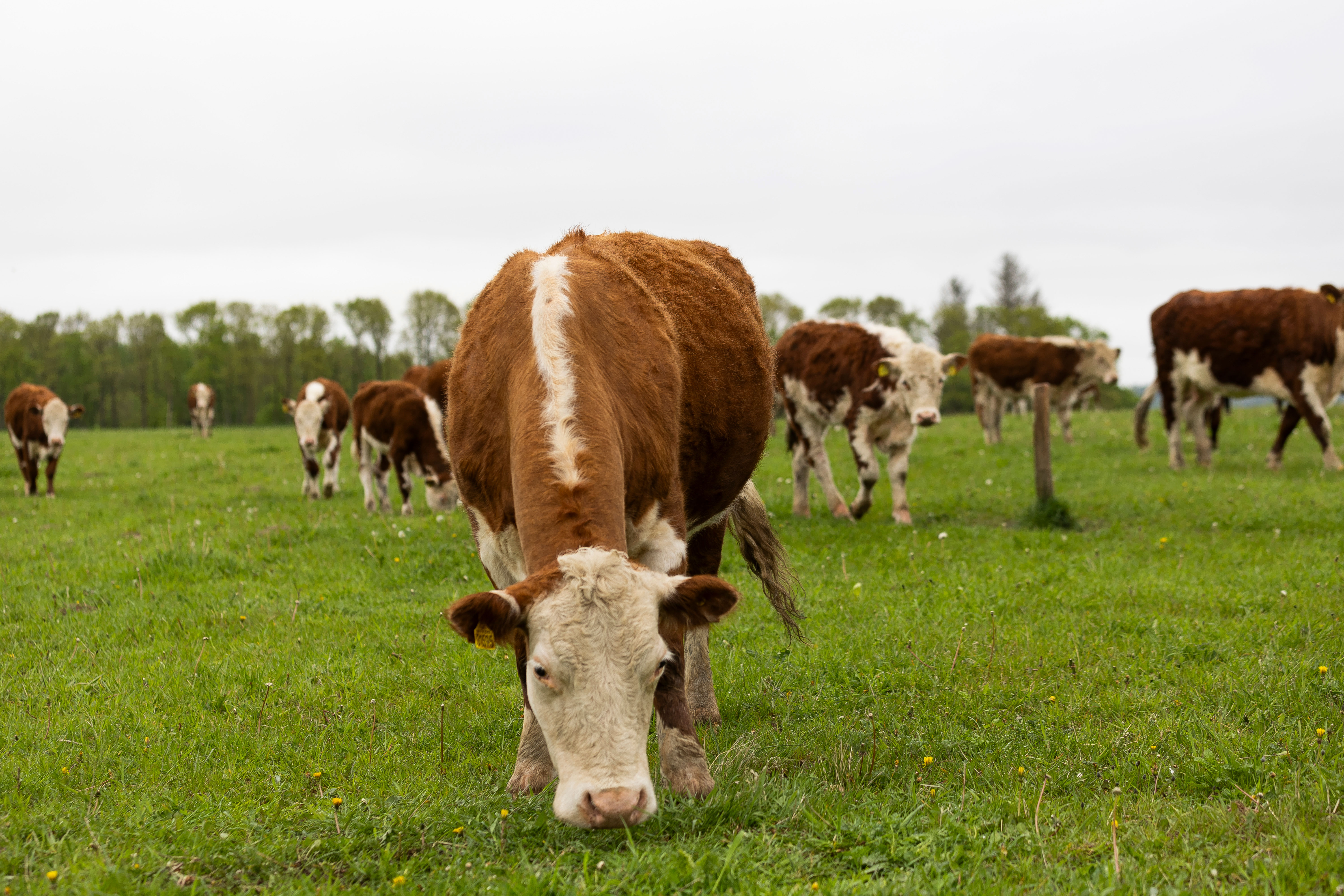 Kun 10 pladser: Erfa-gruppe om naturpleje med kødkvæg
