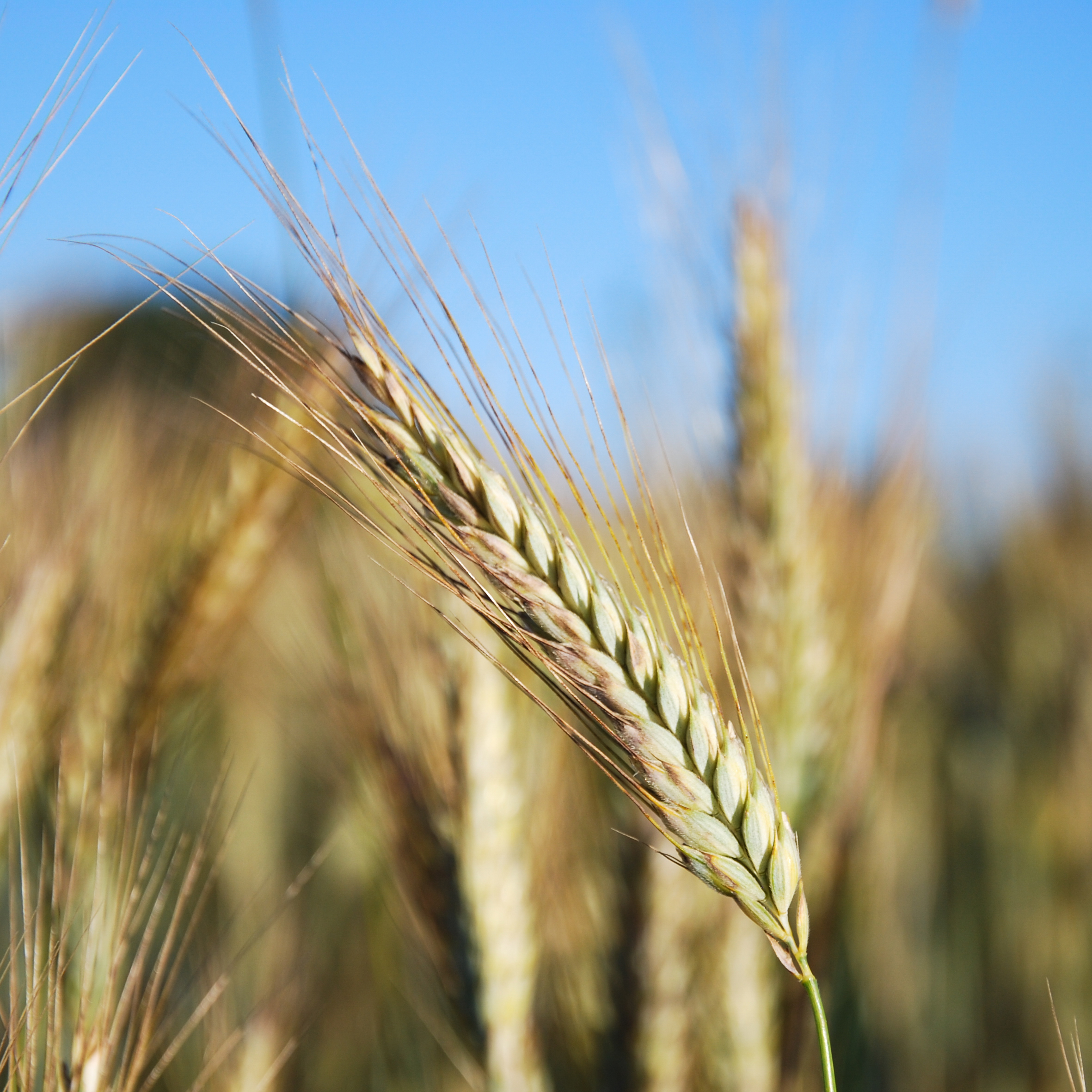 Gode priser: Er det nu du skal slå til og sælge din høst?