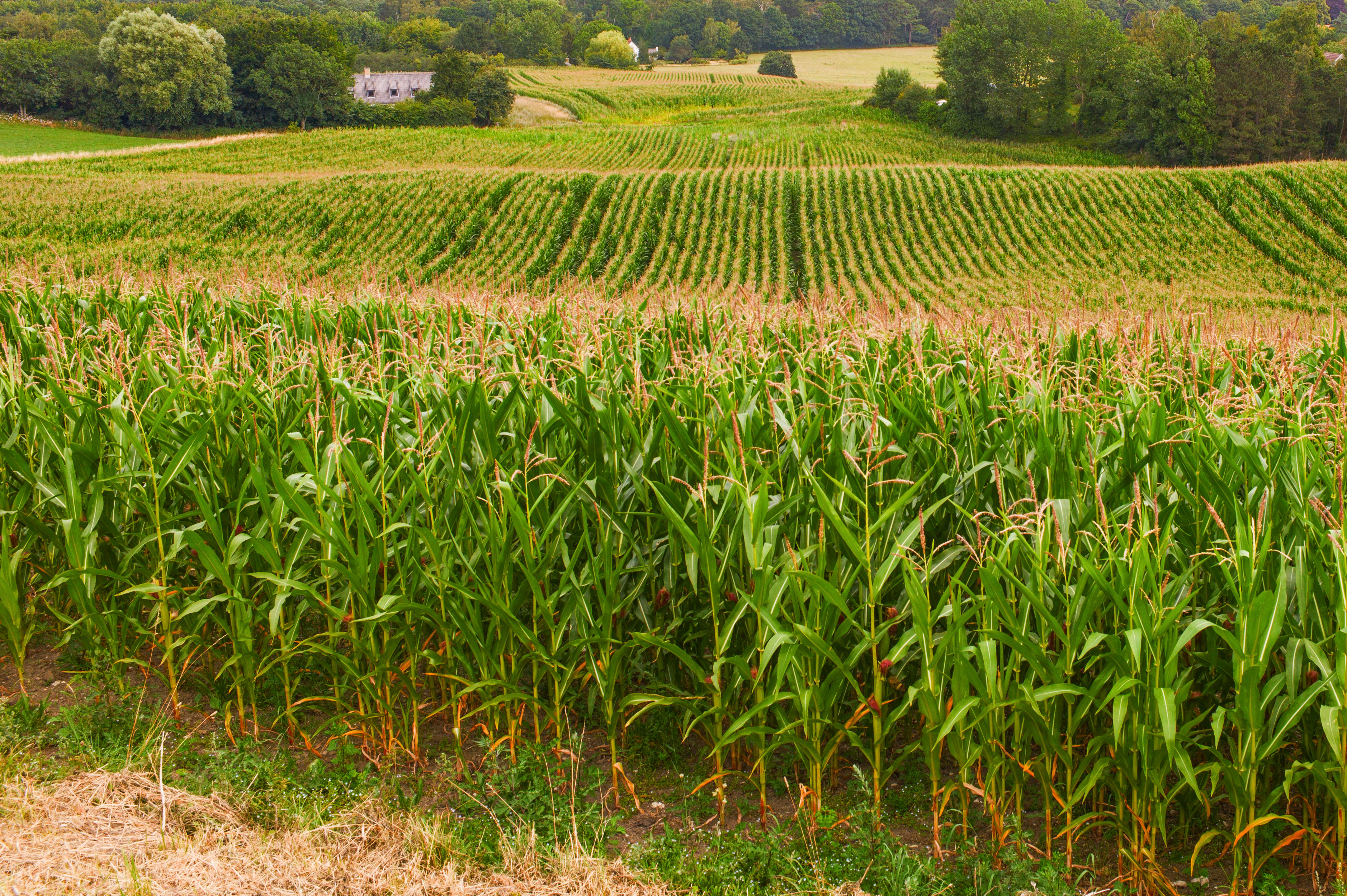 Godt græs kan redde din foderplan