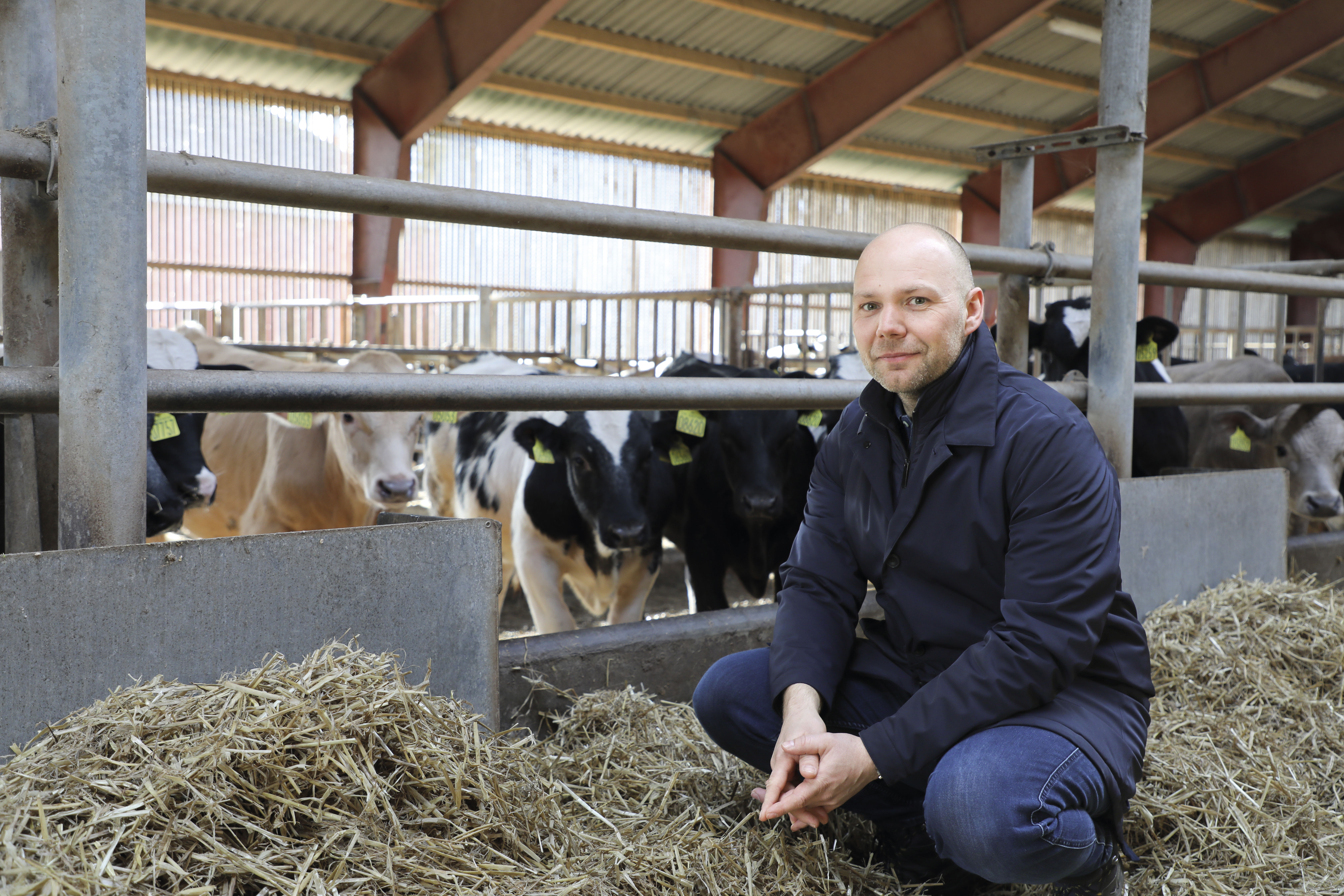 Kalveopdrætter står klar med åbne arme: Vi kan godt tage flere