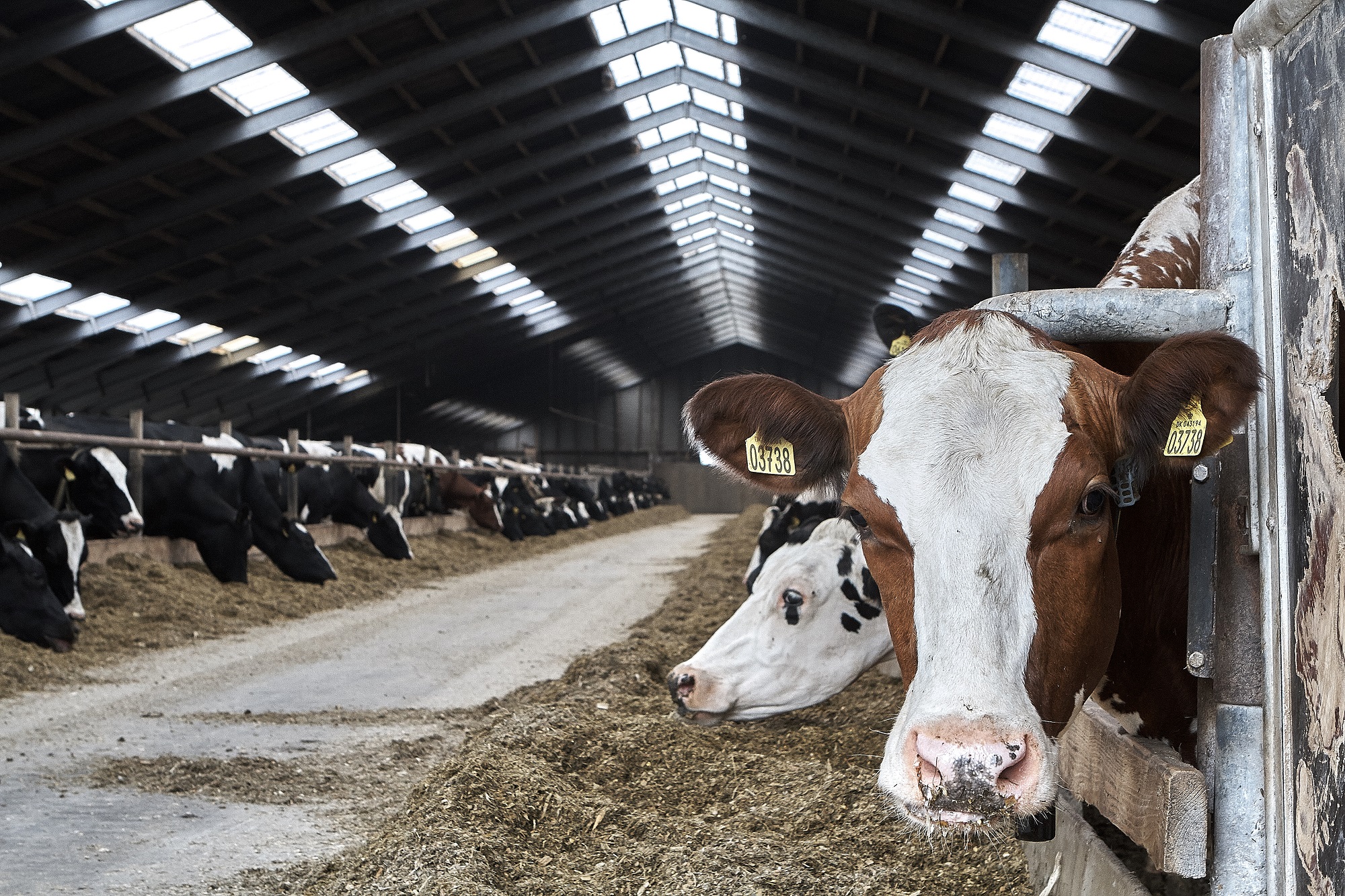 Husk køerne i sommervarmen