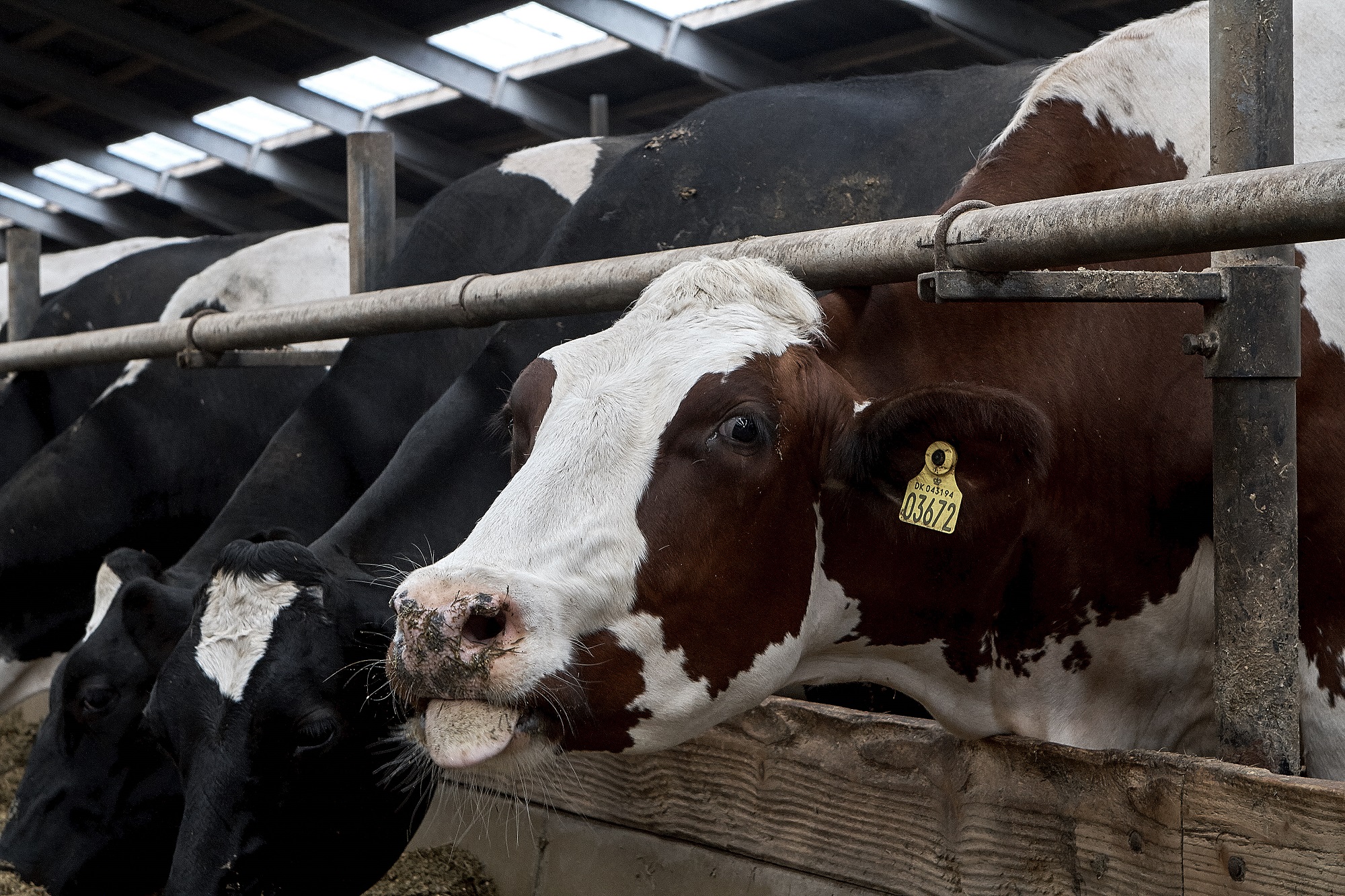 Bluetongue-virussen rykker tættere på: Det skal du være opmærksom på, og det bør du gøre
