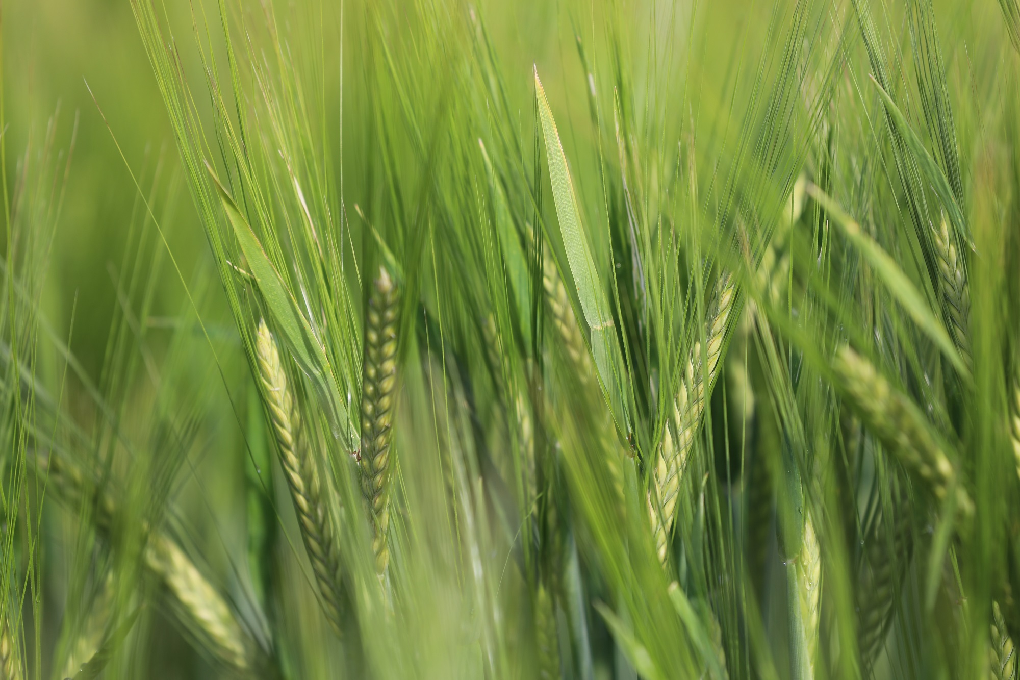Uvejret kan have haft konsekvenser, så tjek lige markerne