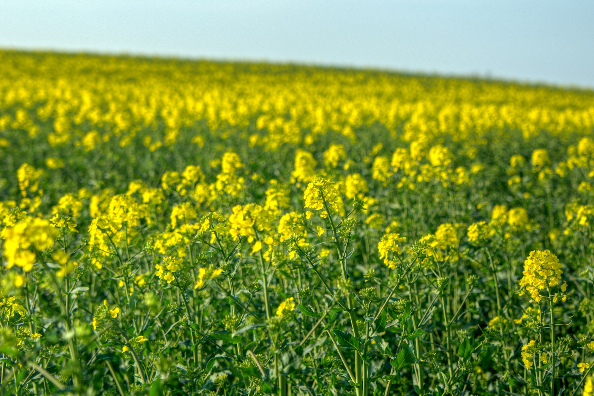 Så er det sidste chance for at så raps