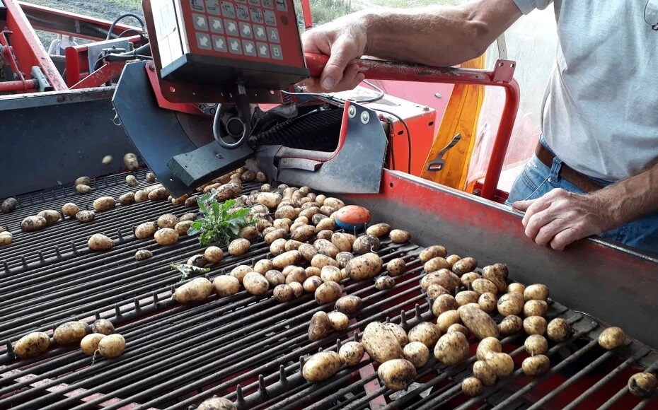 E-kartoffel kan måle, om du håndterer kartoflerne nænsomt nok