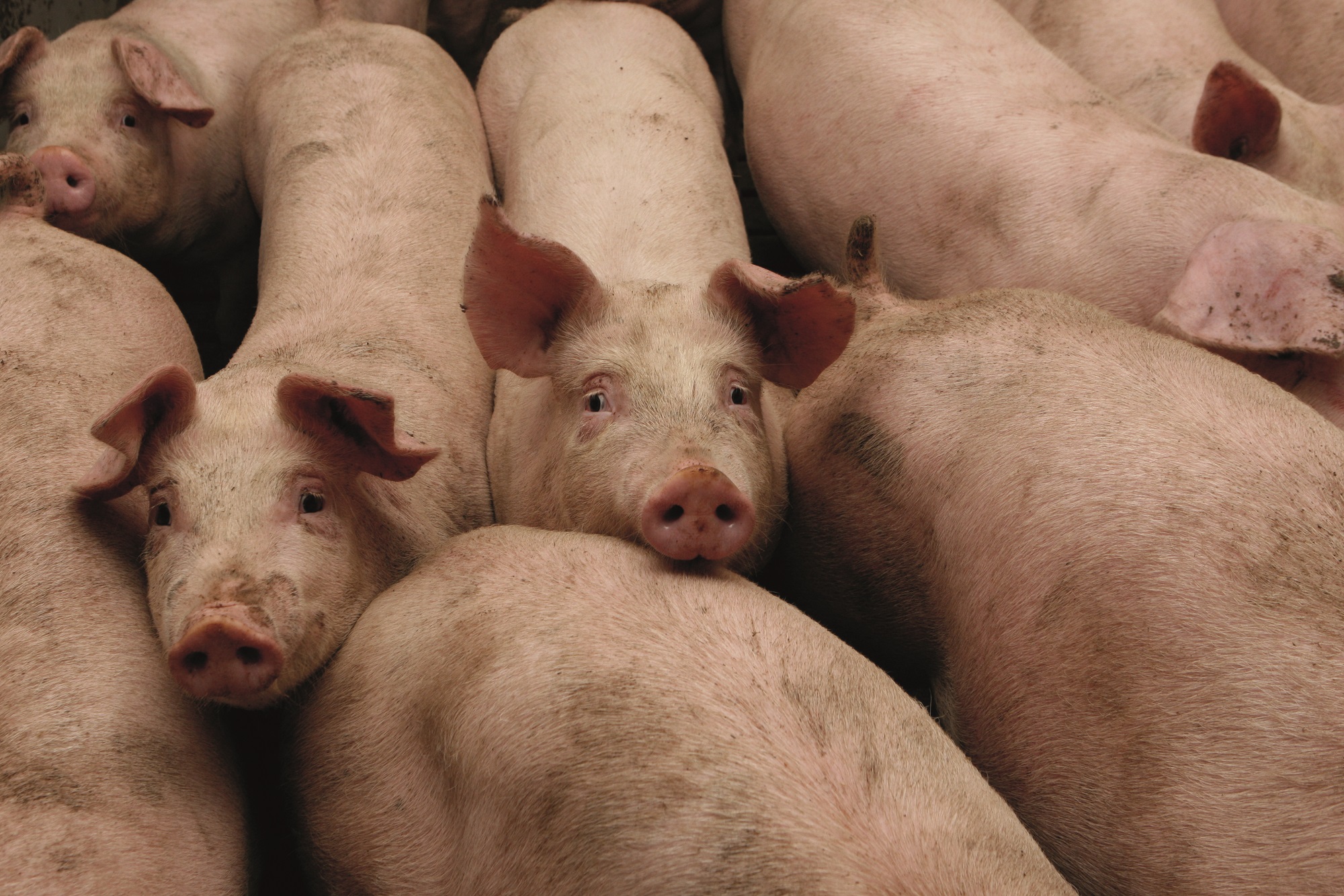 Der er potentiale i hangrise