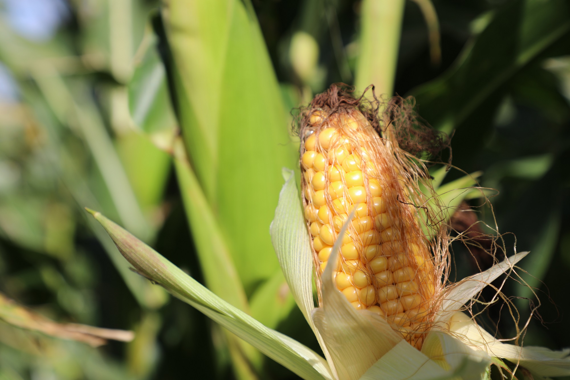 Efterår i marken: De sidste majs, græs og kartofler skal i hus