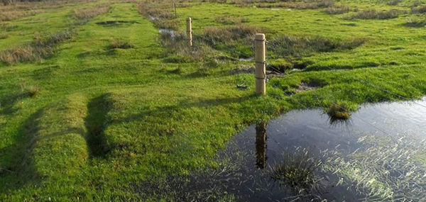 Kvægejere kan nu skifte hegn ud med GPS-halsbånd