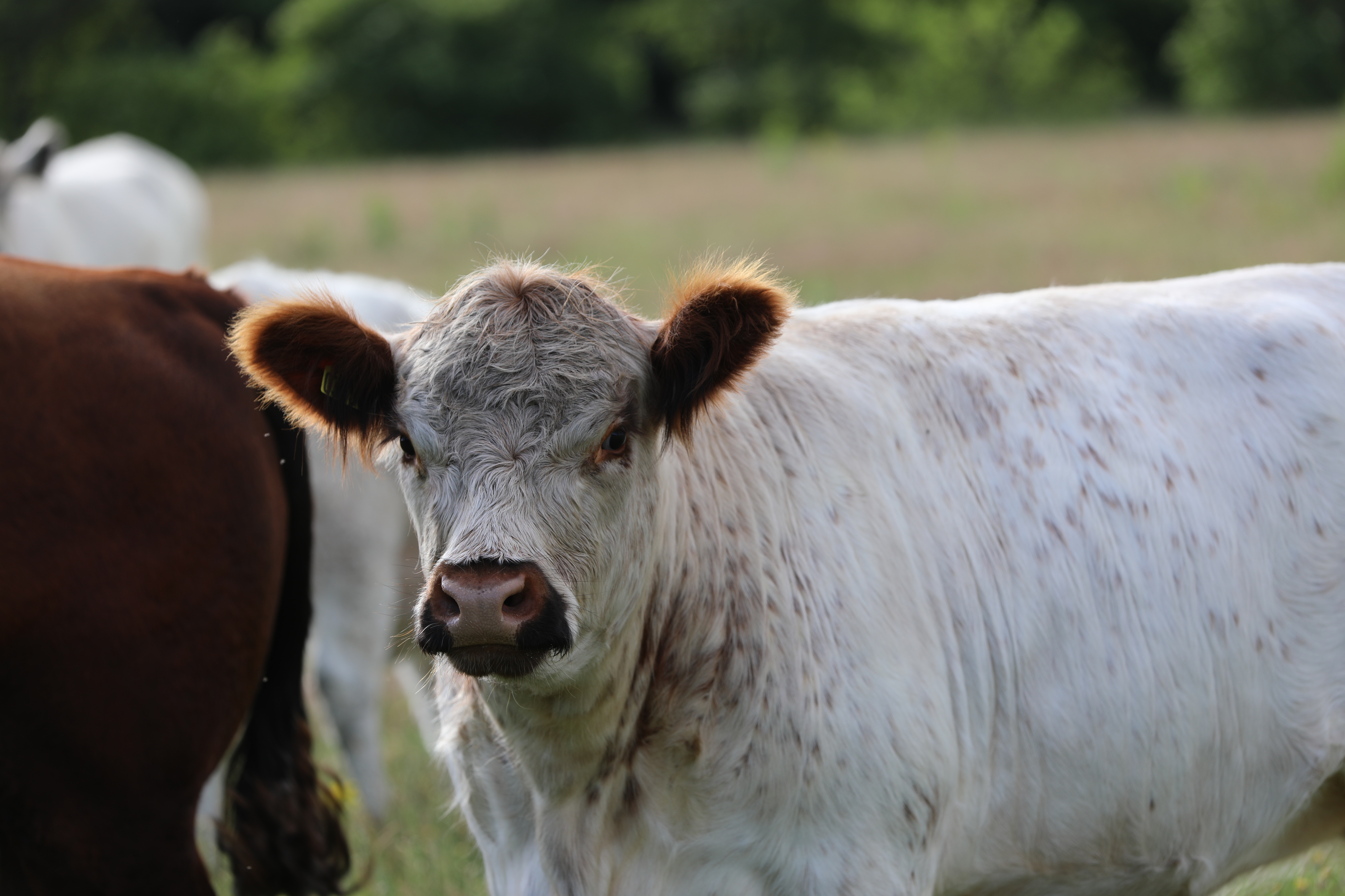 Hegnsfri systemer rummer store potentialer