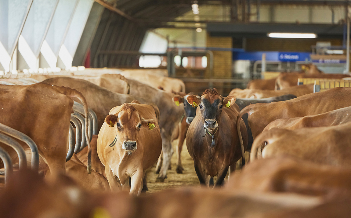 Mere græs i krystalkuglen – og i køerne
