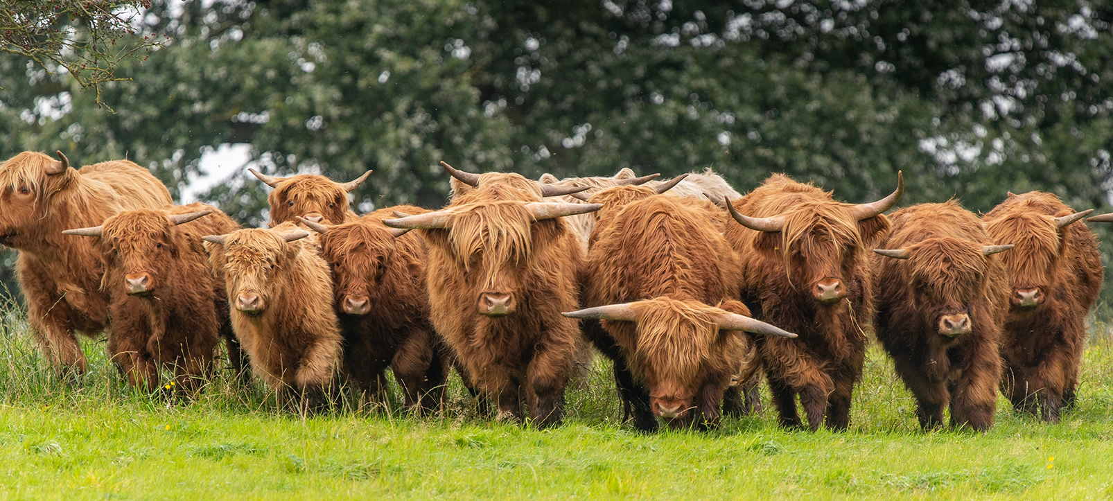 Det bliver først muligt at søge tilskud til hegning og rydning i 2026