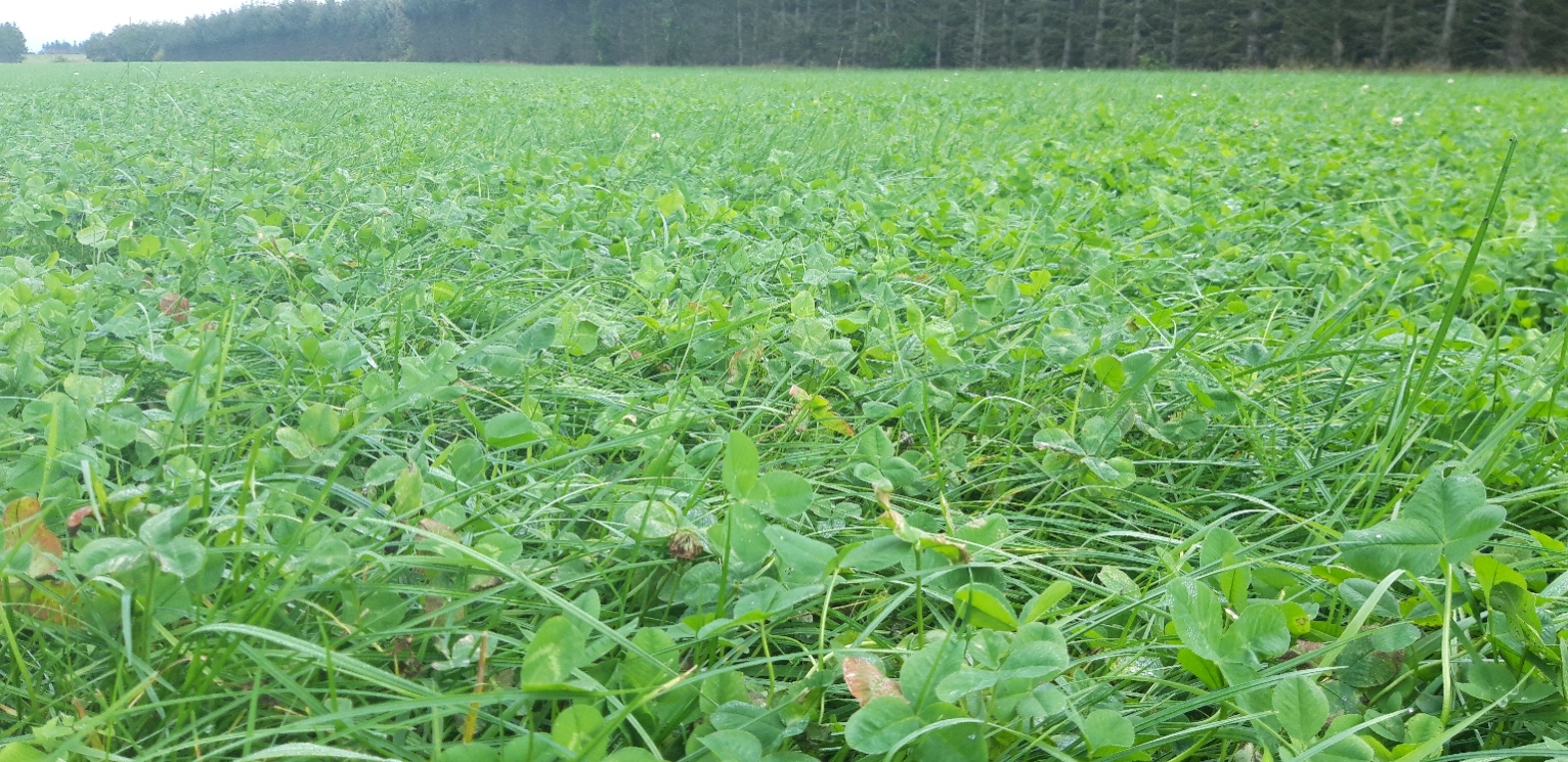 Rådgiver: Succes med grovfoder kræver en stærk strategi