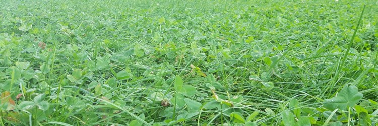 Rådgiver: Succes med grovfoder kræver en stærk strategi