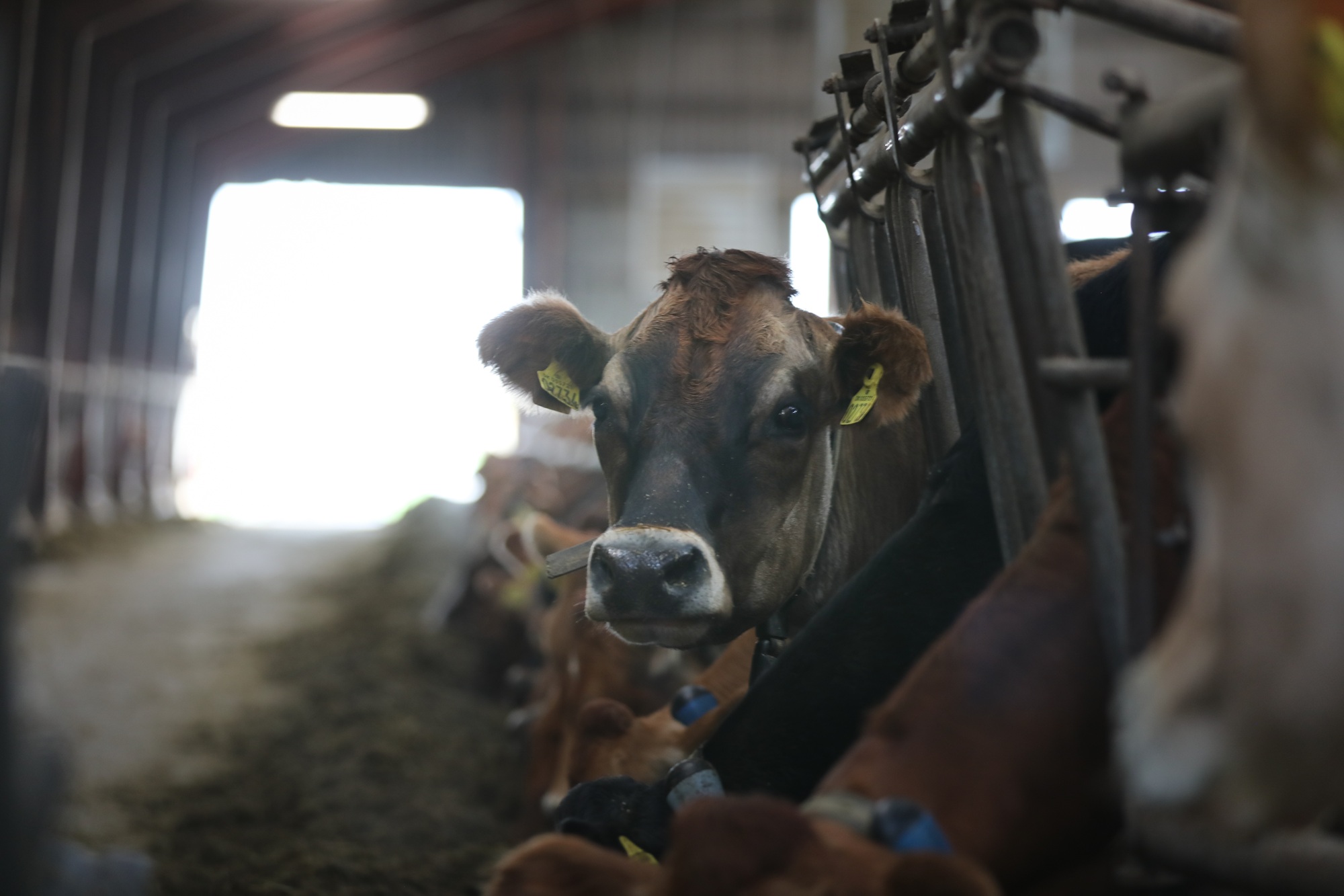 En afgræsningssæson i mælkeprisernes tegn