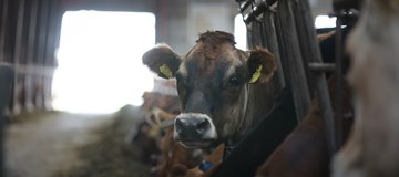 En afgræsningssæson i mælkeprisernes tegn