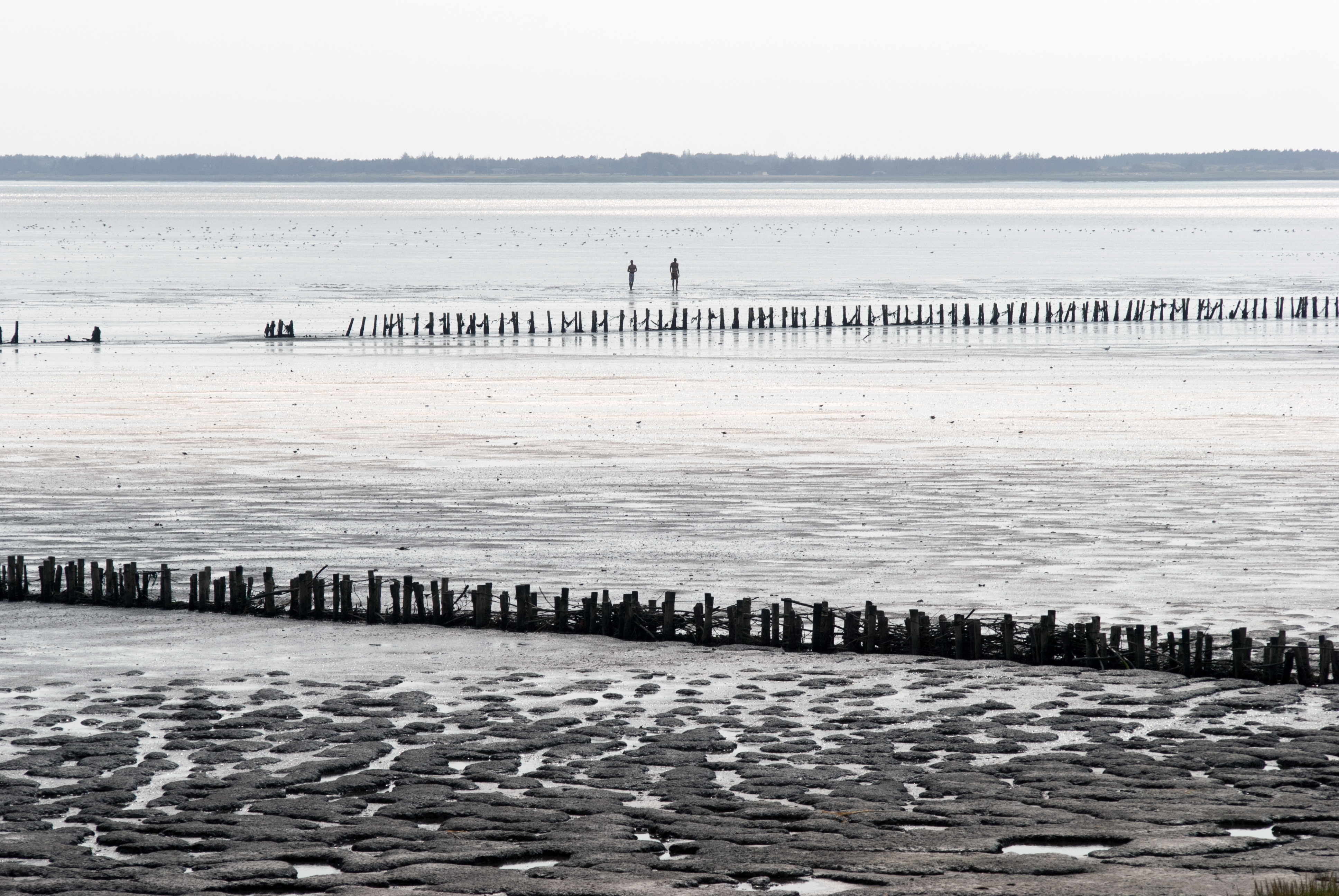 Enighed om Vadehavets omlægningsplan – men Knudedyb volder problemer