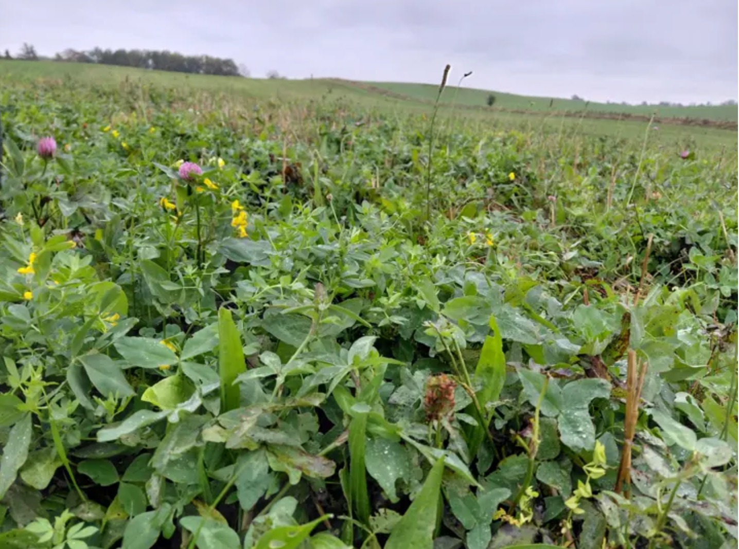 HERNING – Regenerativ netværks-workshop