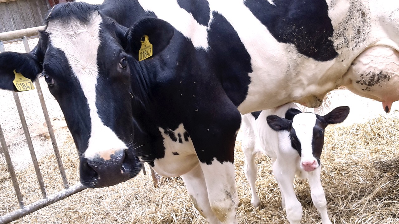 Det kræver et fokus at lykkes med ko og kalv sammen