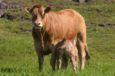 VILDBJERG - Årsmøde Dansk Kødkvæg Region Midt-Vest