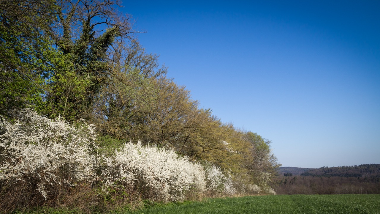 Giver du plads til naturen, får du rigtig meget igen