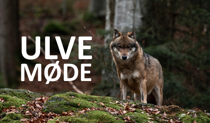 HOLSTEBRO - Kom til møde om ulven