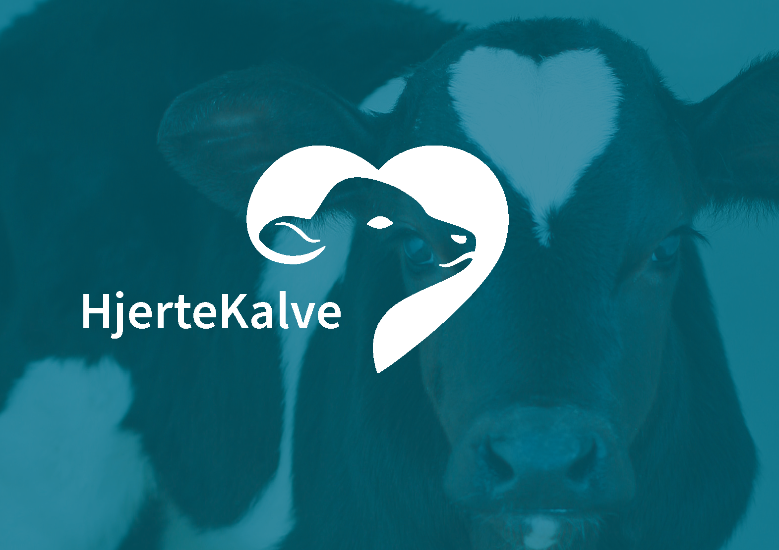HjerteKalve: Værn om dine kalve – og dine hjerter