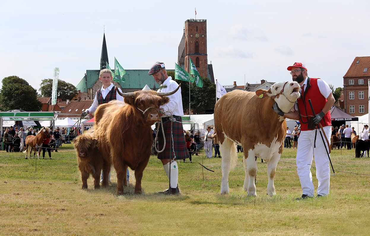 RIBE - Ribe Dyrskue 2026