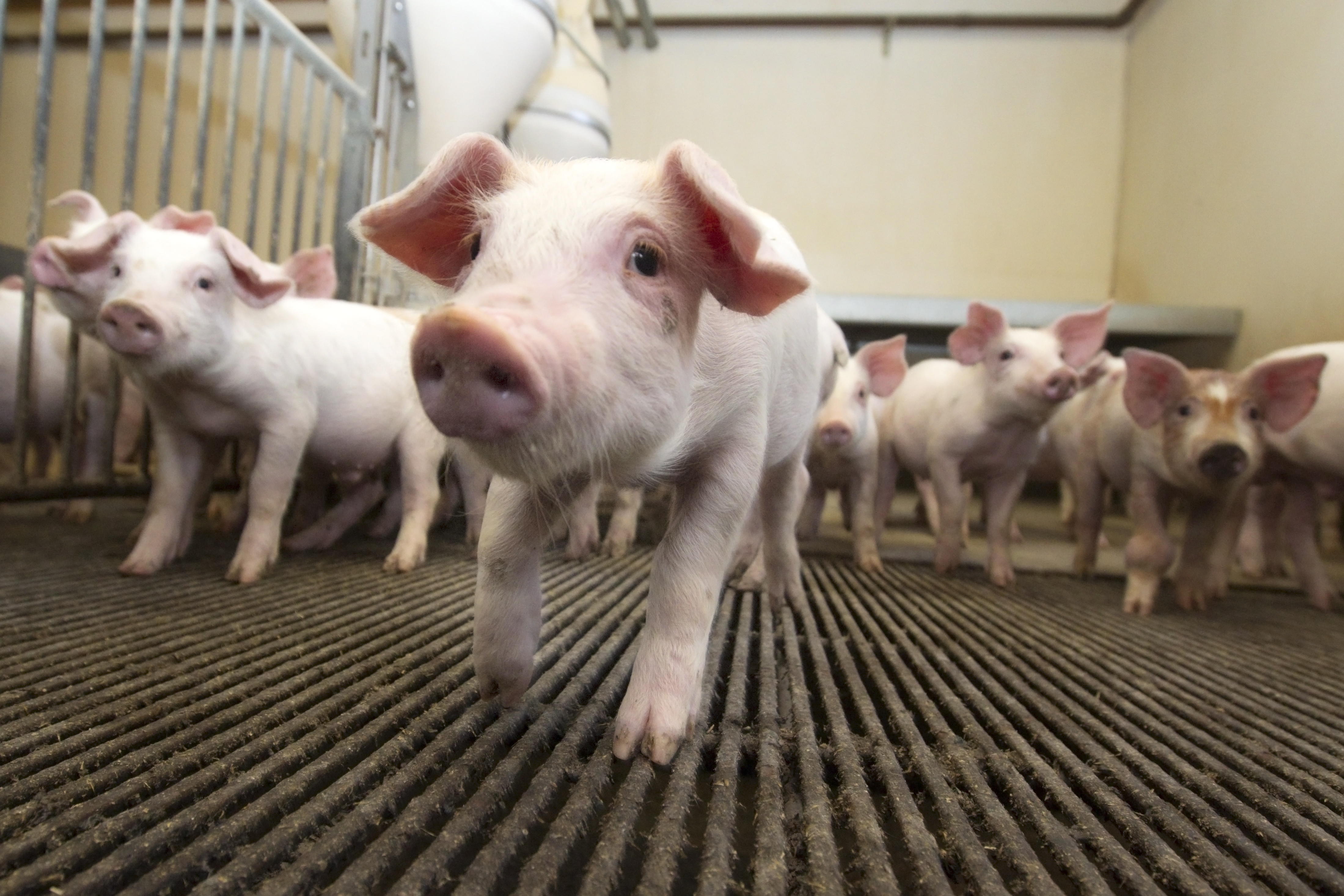 Udnytter du heller ikke det fulde potentiale i DANISH Boksen?