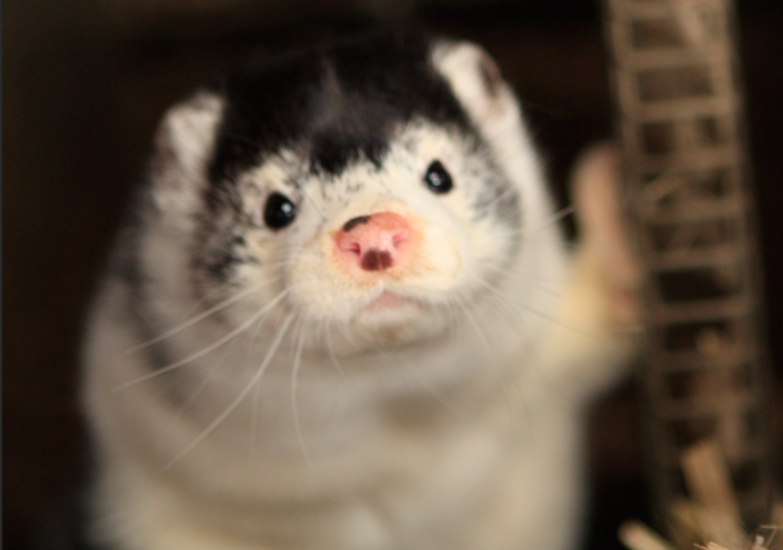 Likviditet er mere end  at holde skindet på næsen