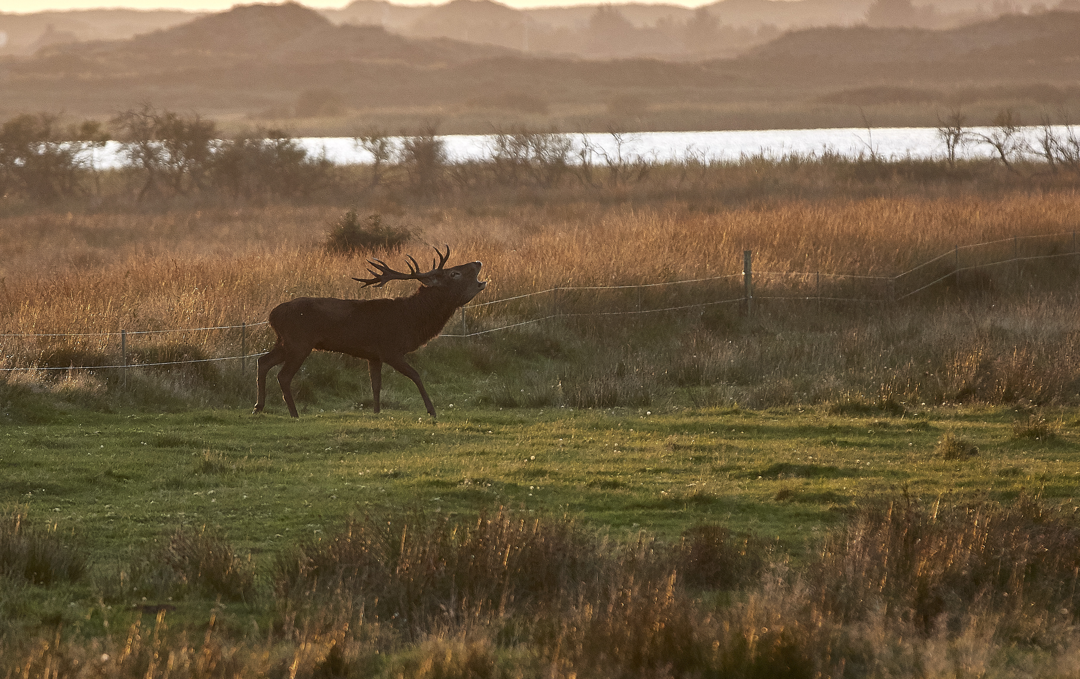 Kron- og dåvildt ødelægger afgrøder for ni mio. kr. om året