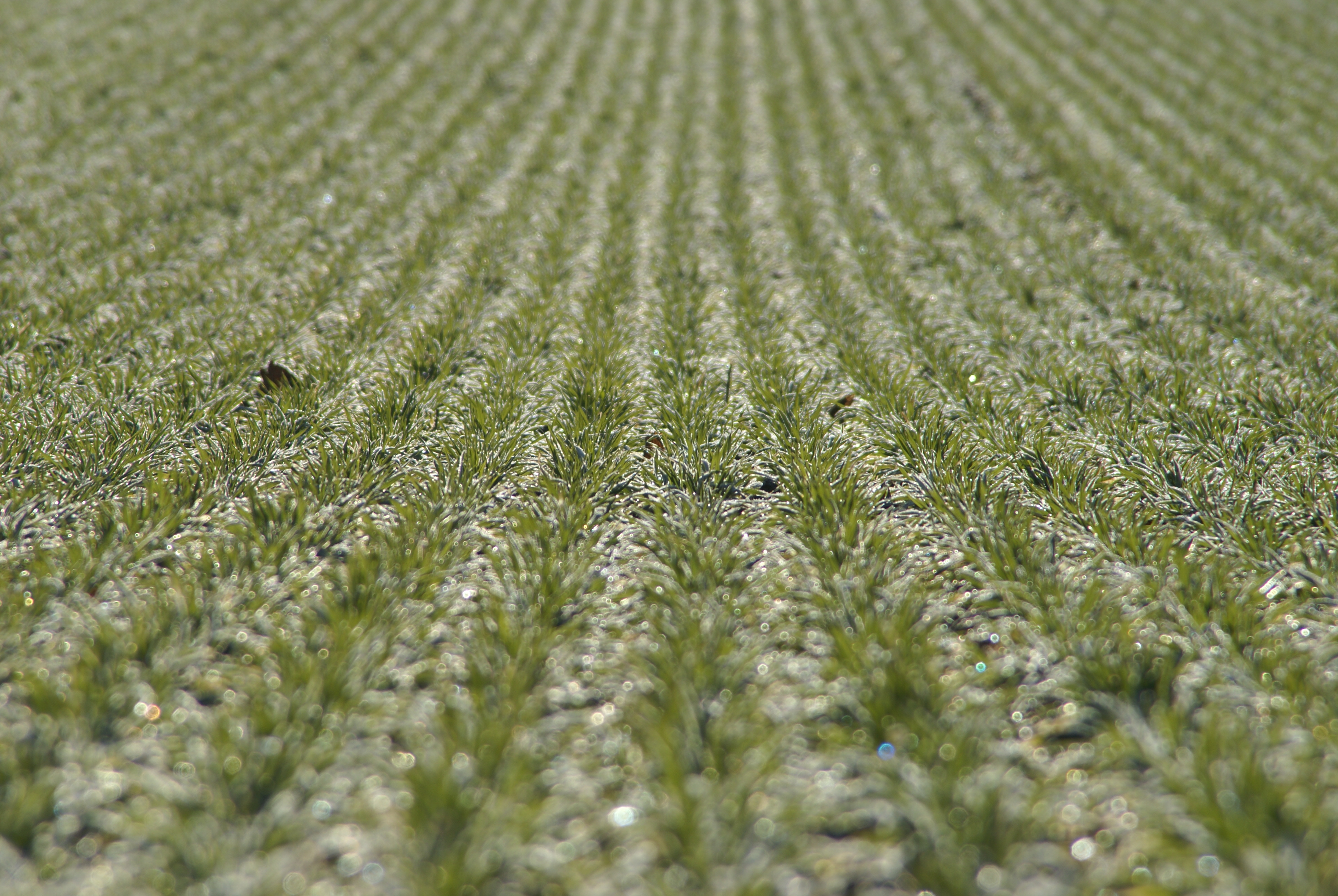 Tidlig vintersæd kan give mere ukrudt