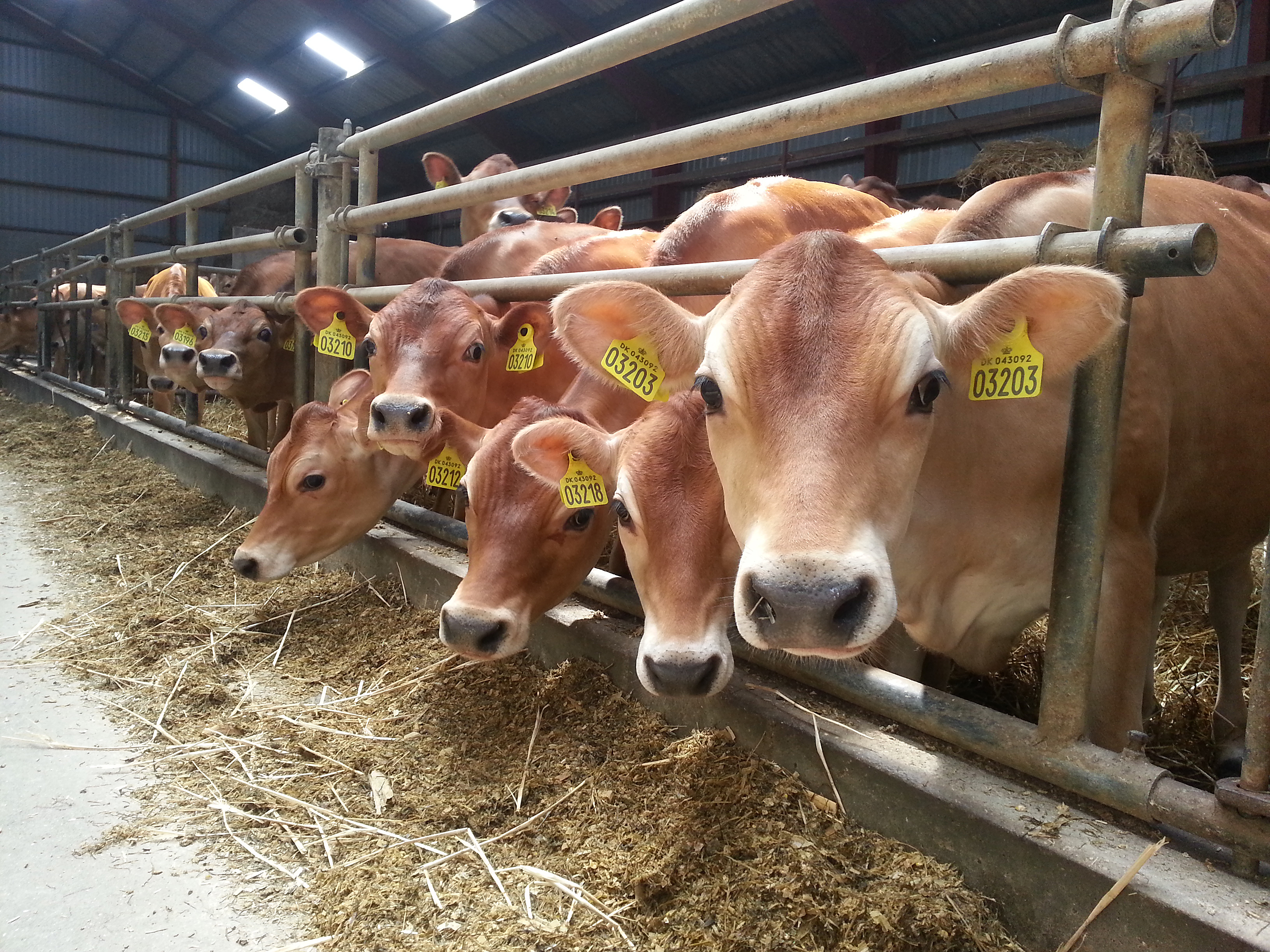 Behandling af efterbyrd og mælkefeber