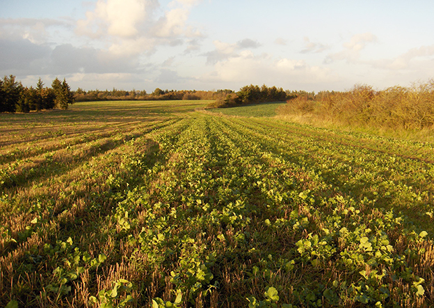 Anbefaling: Lad efterafgrøderne stå til foråret