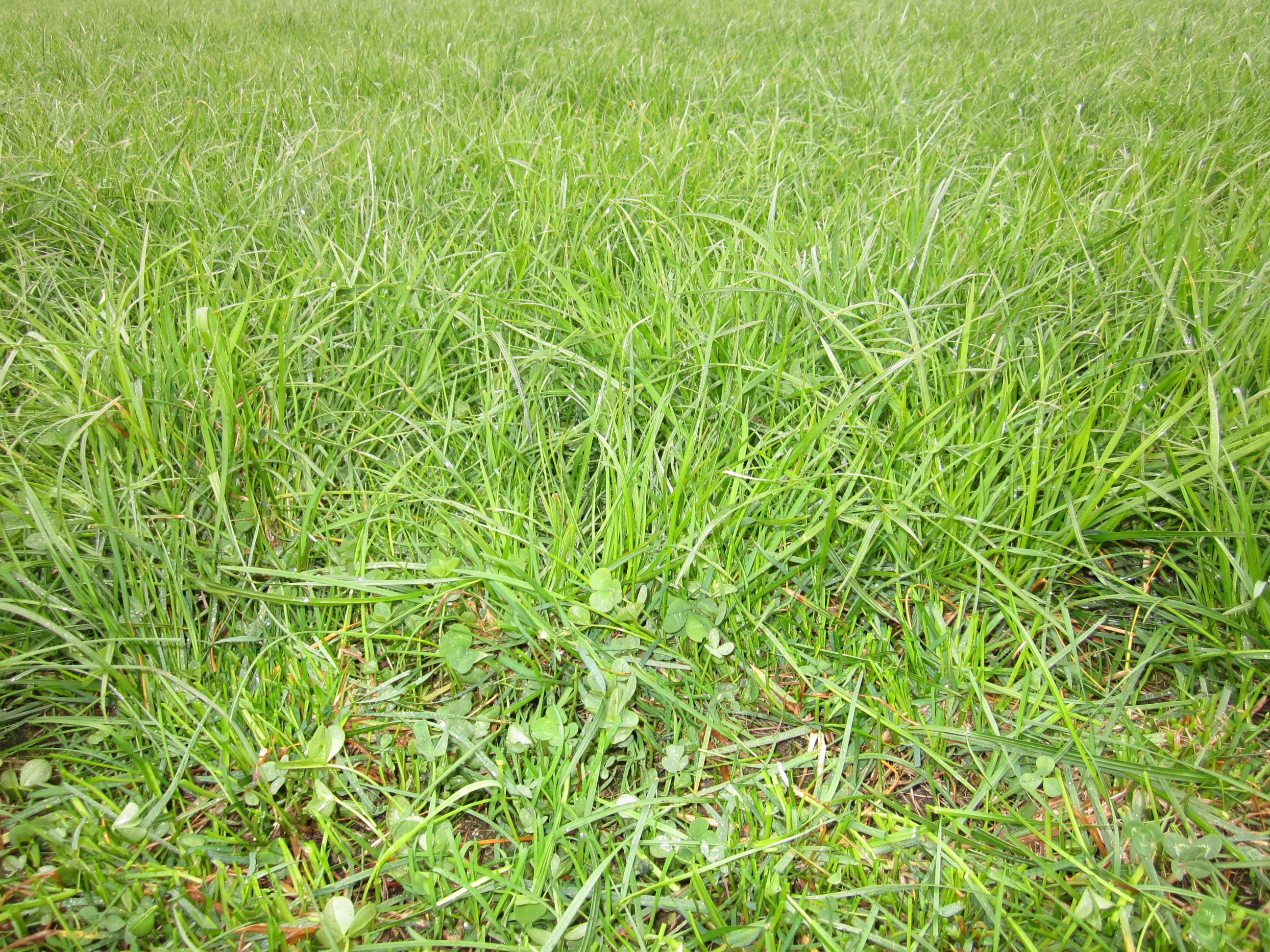 Kvægrådgiver: Vær skarp, når du tager første slæt