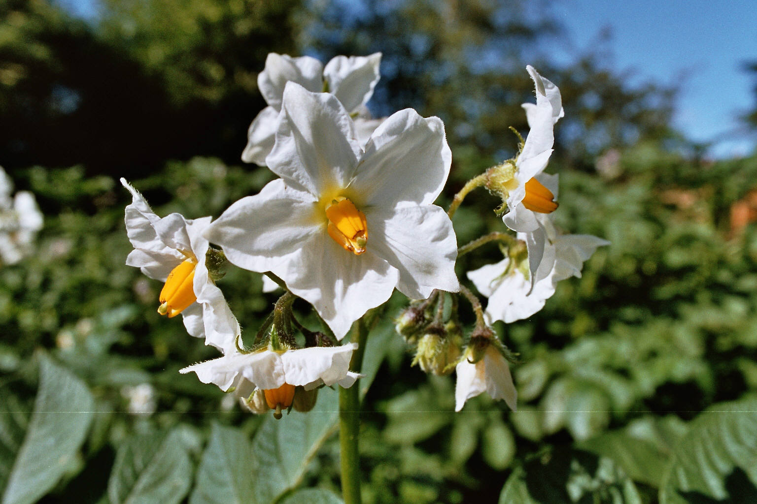 Vækststandsning uden Reglone - hvor står vi?