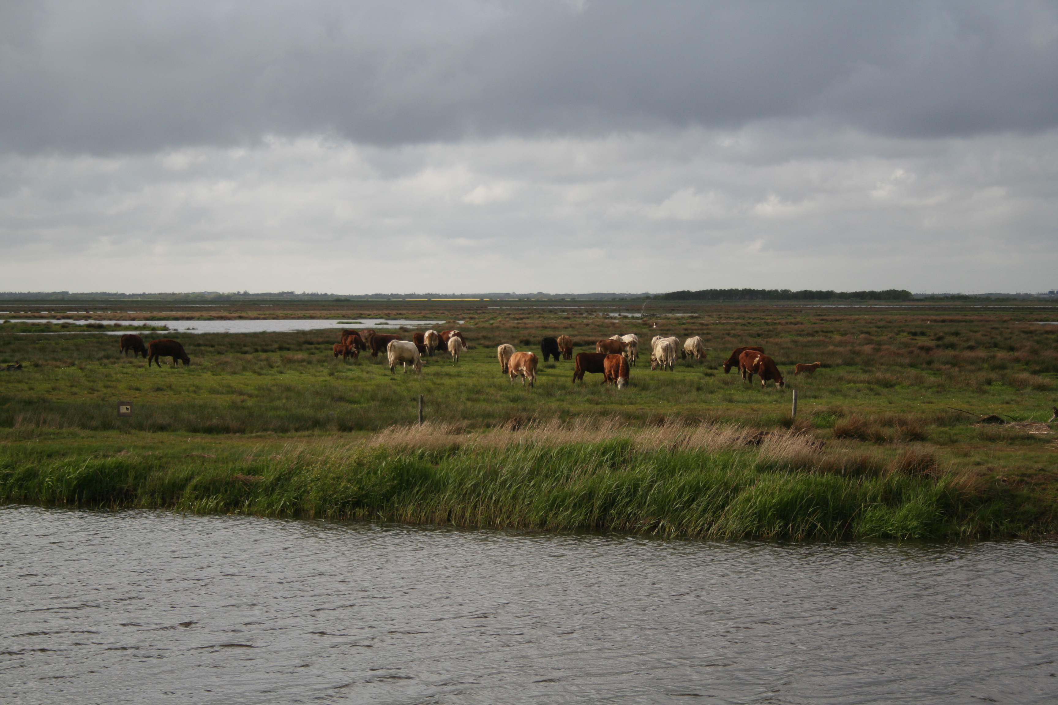 Nye ERFA-grupper om jagt, vildt eller naturpleje