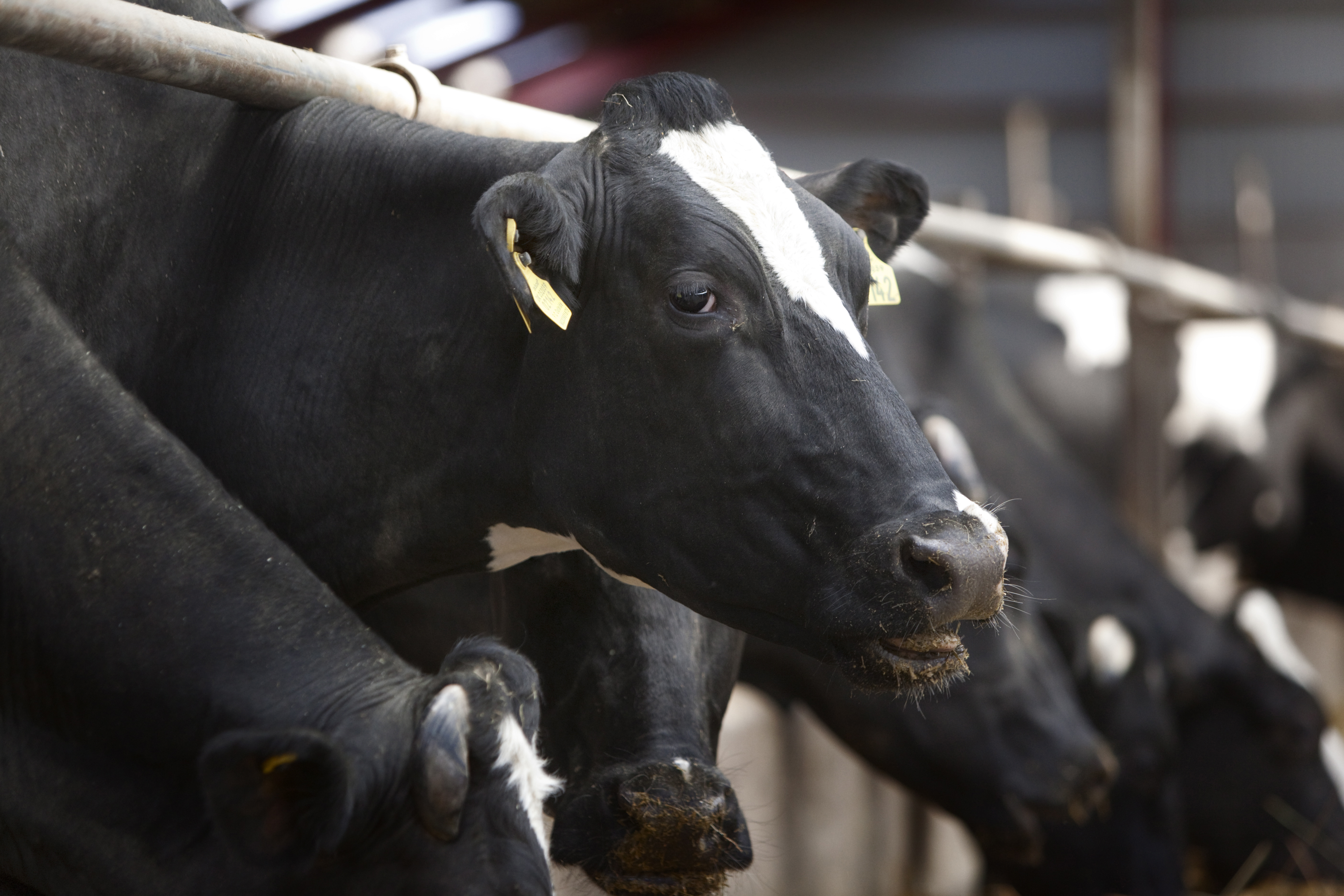 Strukturudviklingen tøver i kvægbruget