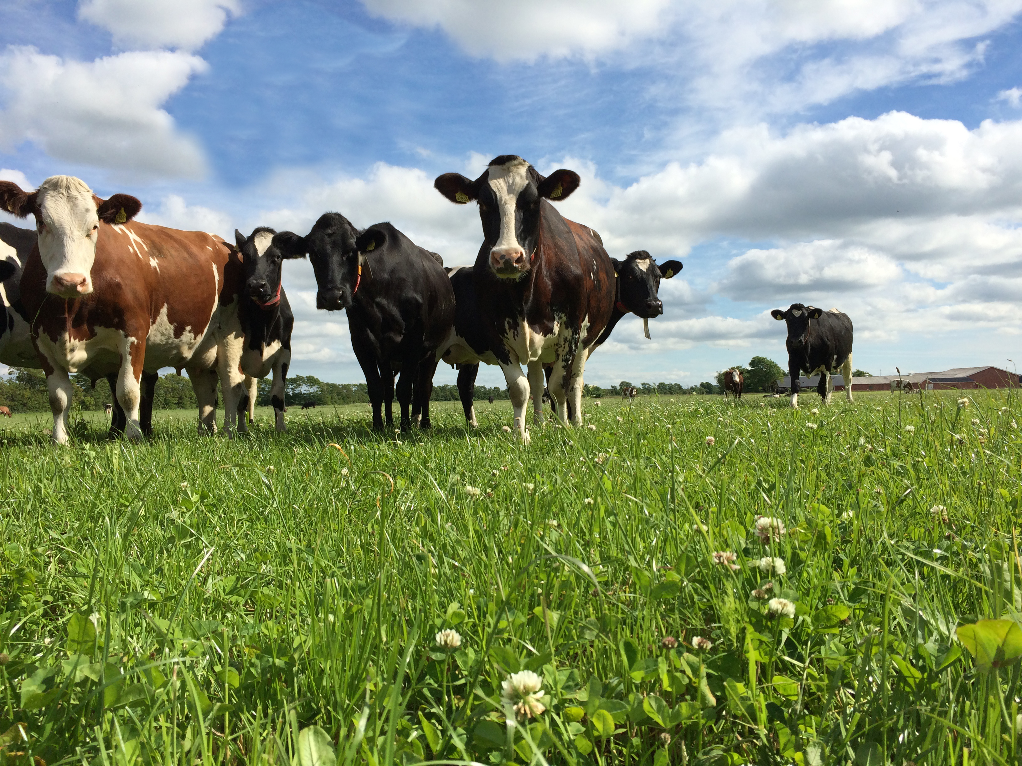 Omlægning: økologer ruster sig til selvforsyning