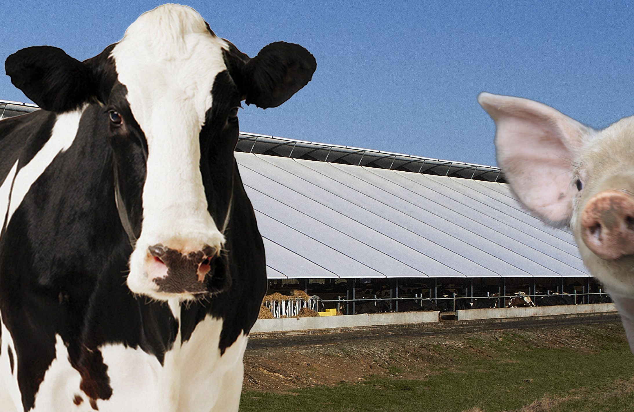 Kvæg kan passende skele til grise