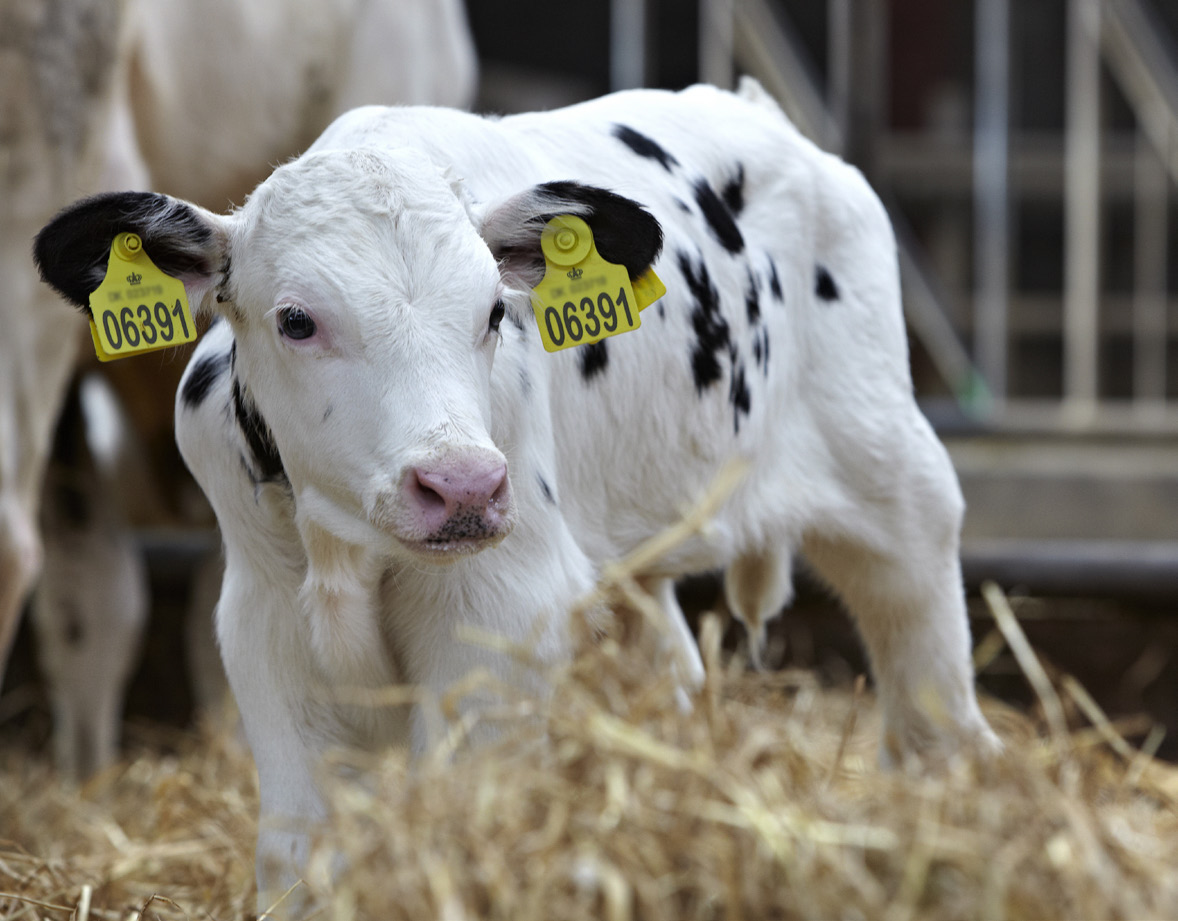 Husk sutteflaske selvom ko og kalv går sammen