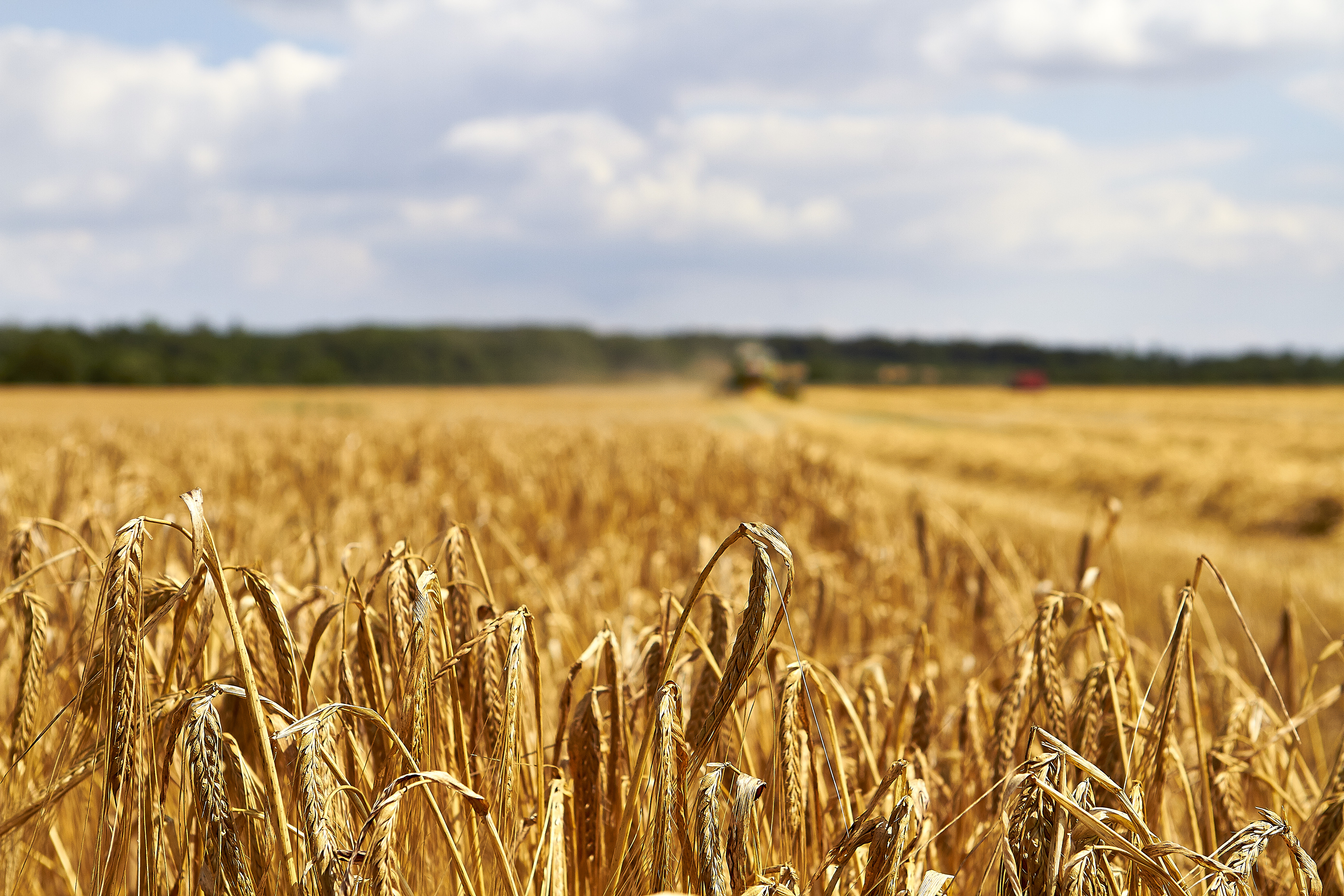 Med timing og forberedelse kan du spare meget på foder-indkøb