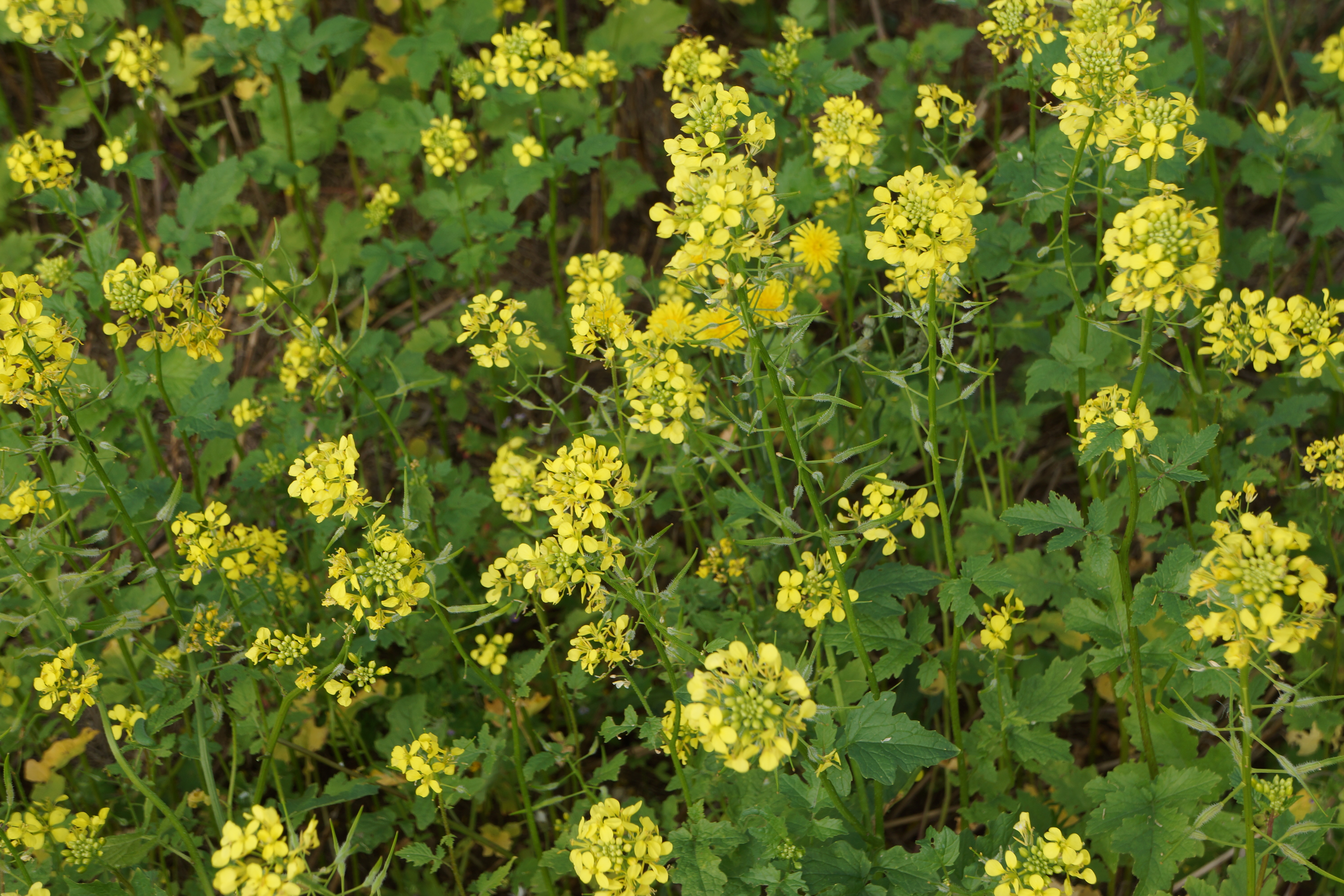 Ingen tvinges til målrettede efterafgrøder i 2017