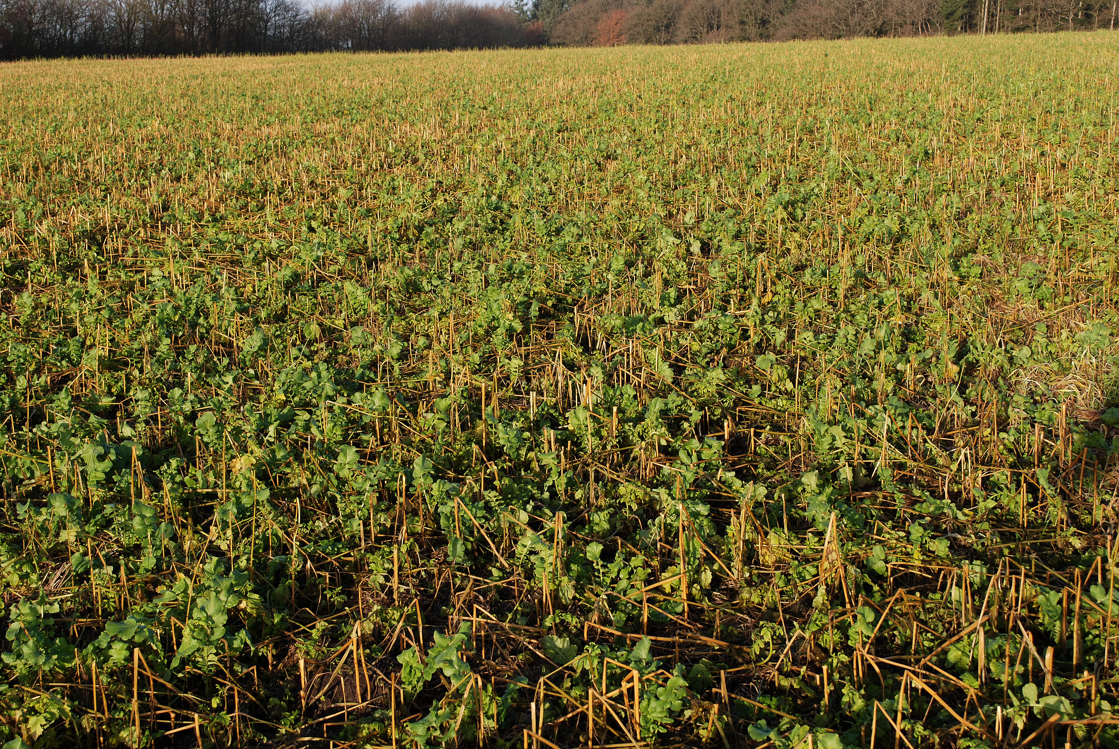 Målrett​ede efterafgrøder med tilskud