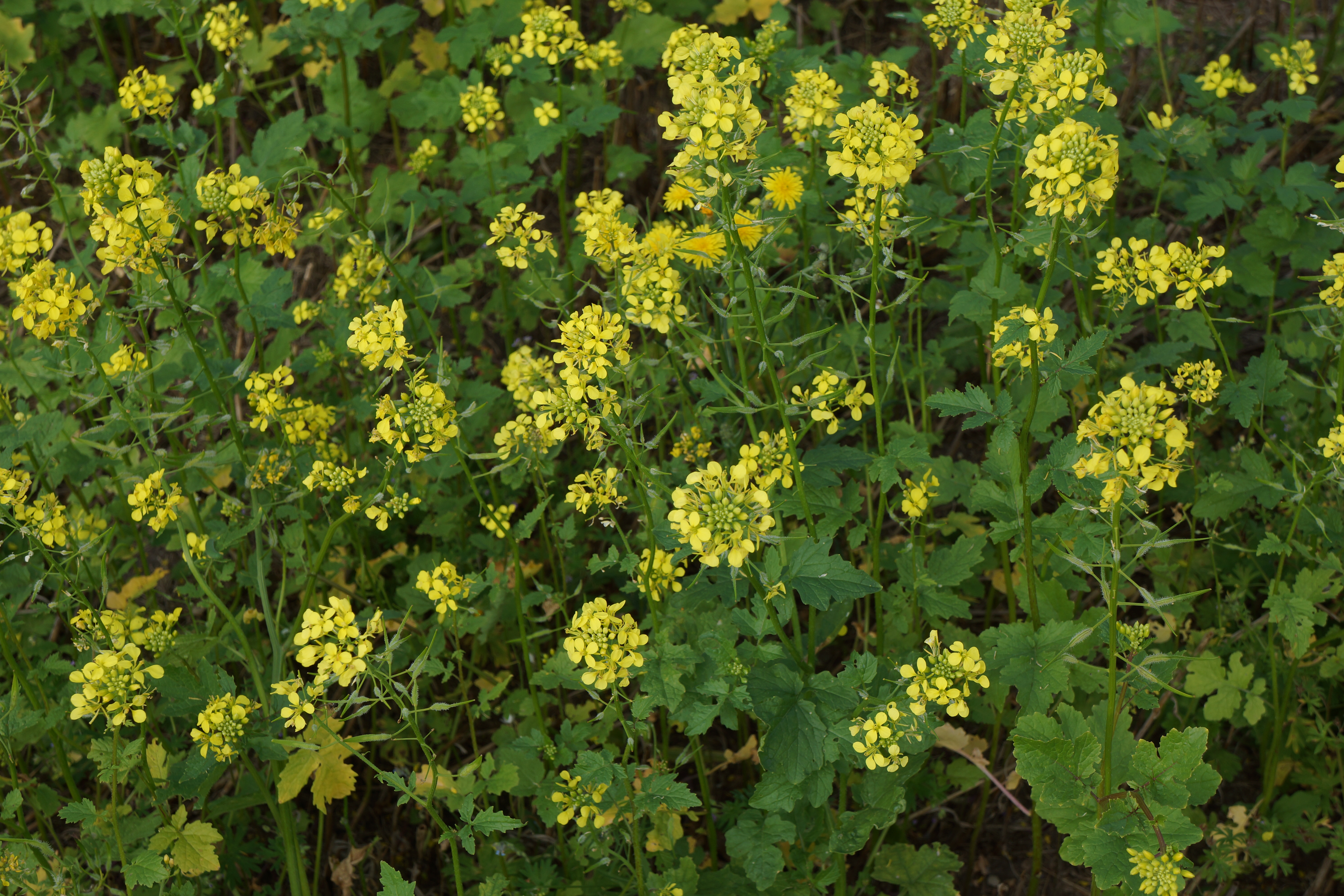 System til fordeling af efterafgrødetilskud er makværk